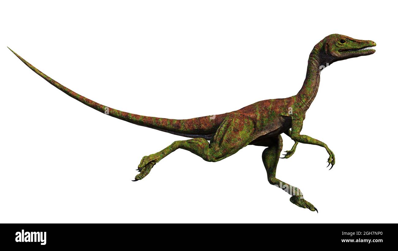 Compsognathus longipes, small dinosaur from the Late Jurassic period, isolated on white background, 3d paleoart render Stock Photo