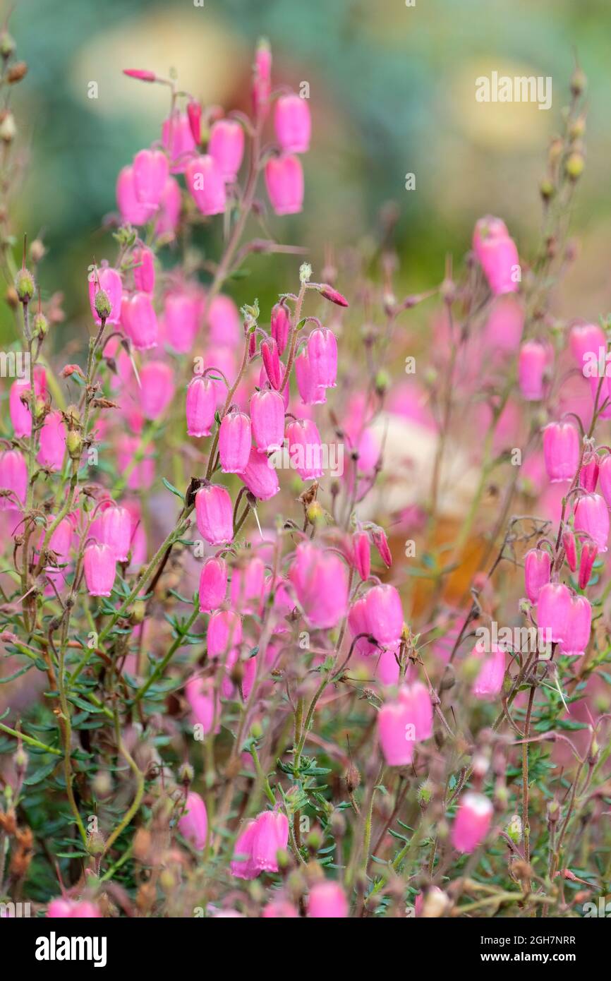 Daboecia cantabrica 'Tinkerbell'. St Dabeoc’s heath. Pink flowers in early autumn/fall Stock Photo