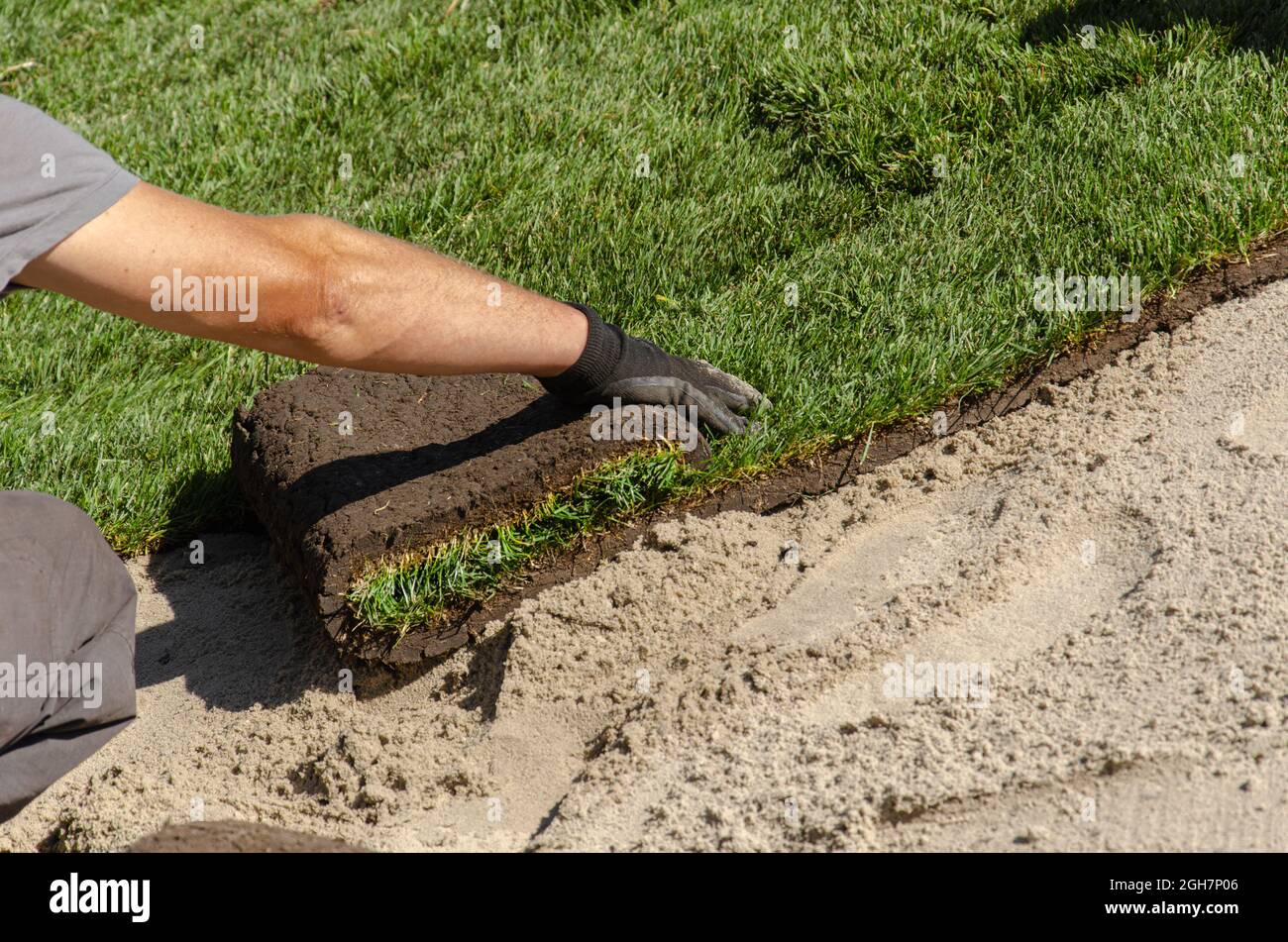 Gardener laying new roll lawn. Male hands in gardening gloves unrolling green grass rolls Stock Photo
