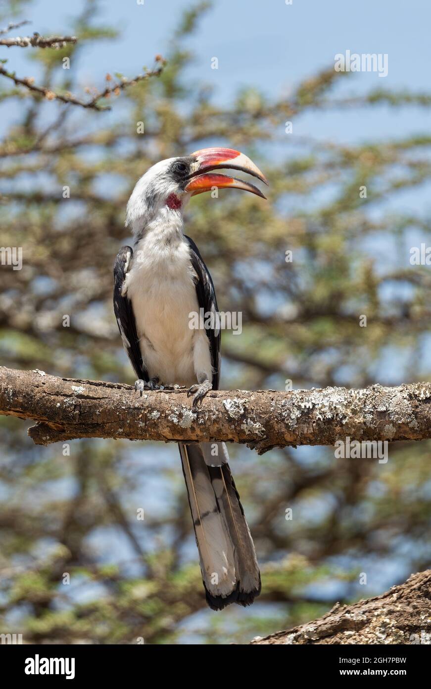 Von Der Decken's Hornbill - Tockus deckeni, beautiful colored hornbill from East African forests and woodlands, Ethiopia. Stock Photo