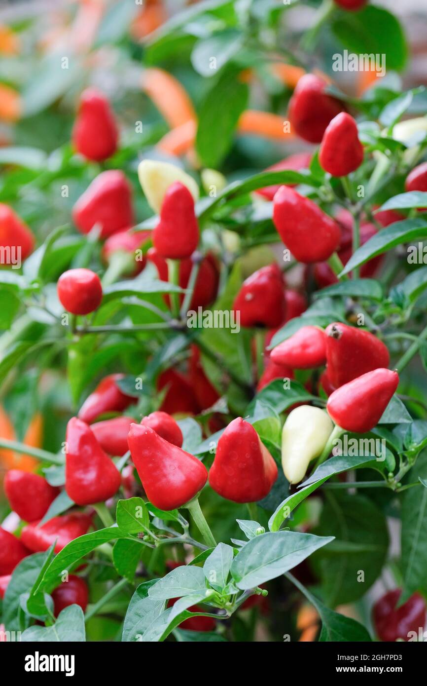 72,748 Chili Pepper Stock Photos, High-Res Pictures, and Images