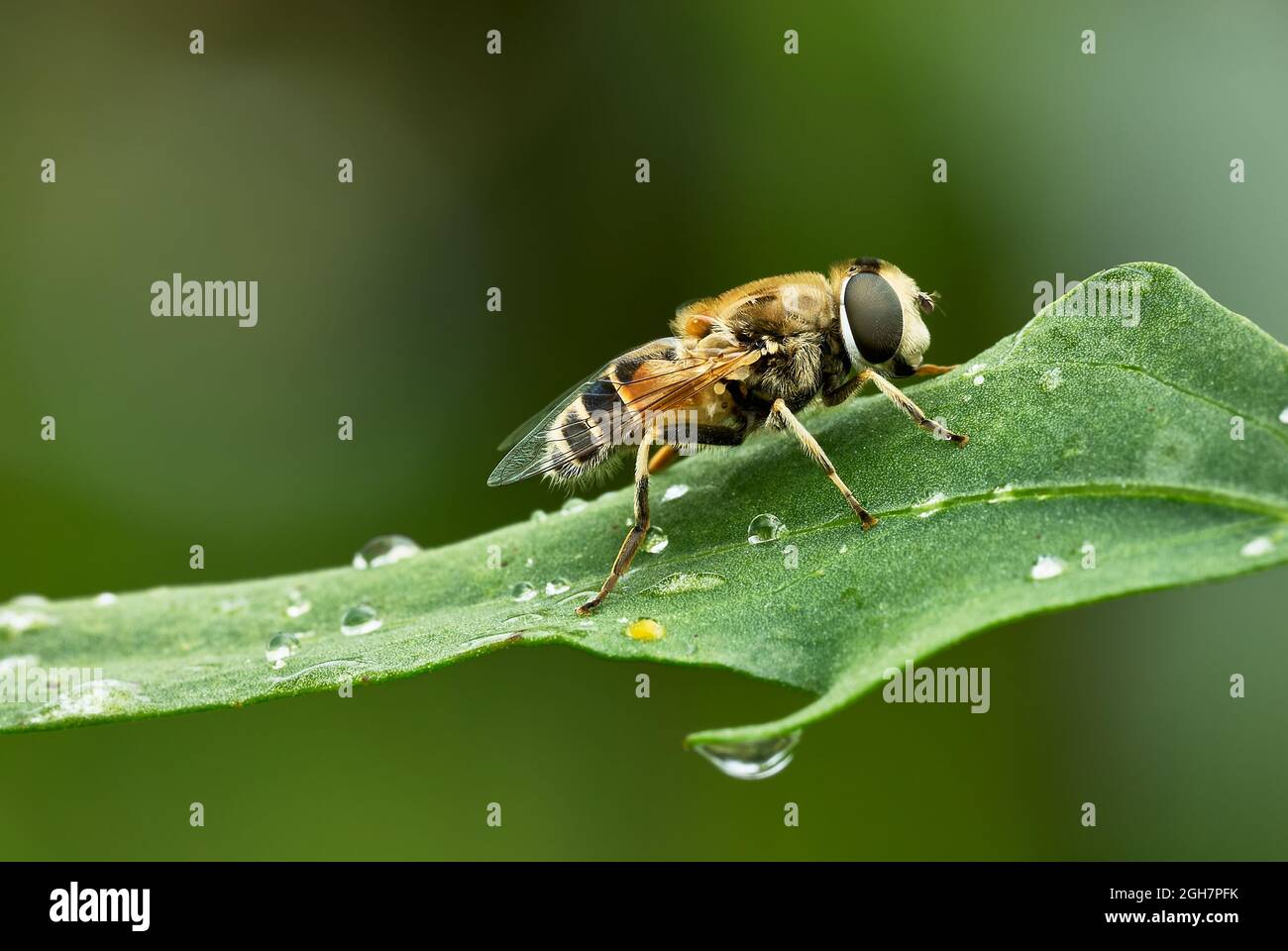 Common drone fly, closeup. Sitting on a leaf with water droplets after rain. Side view, Blurred natural green background. Genus Eristalix tenax. Stock Photo