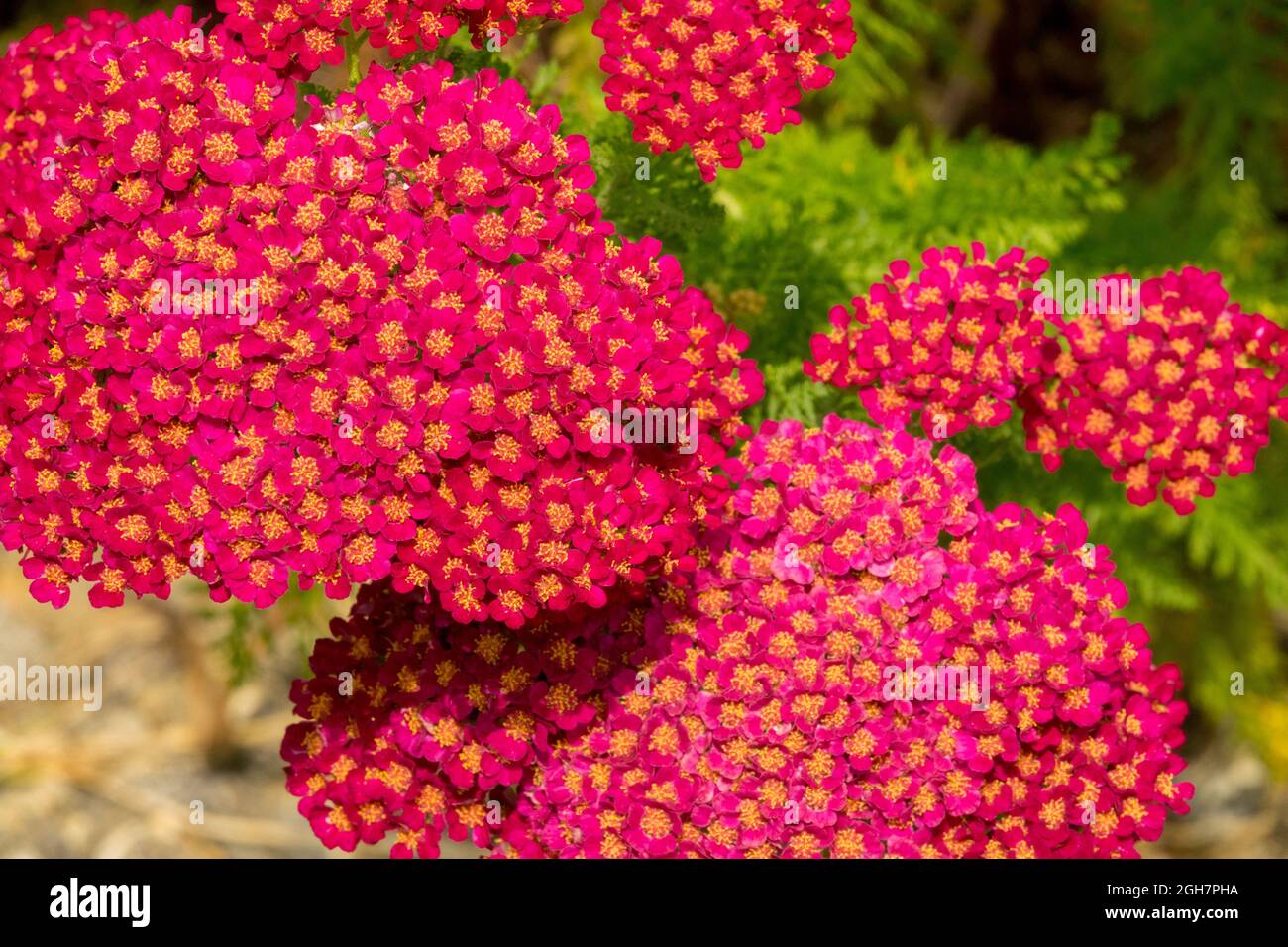 Yarrow Red Achillea millefolium Tutti Frutti Pomegranate Stock Photo