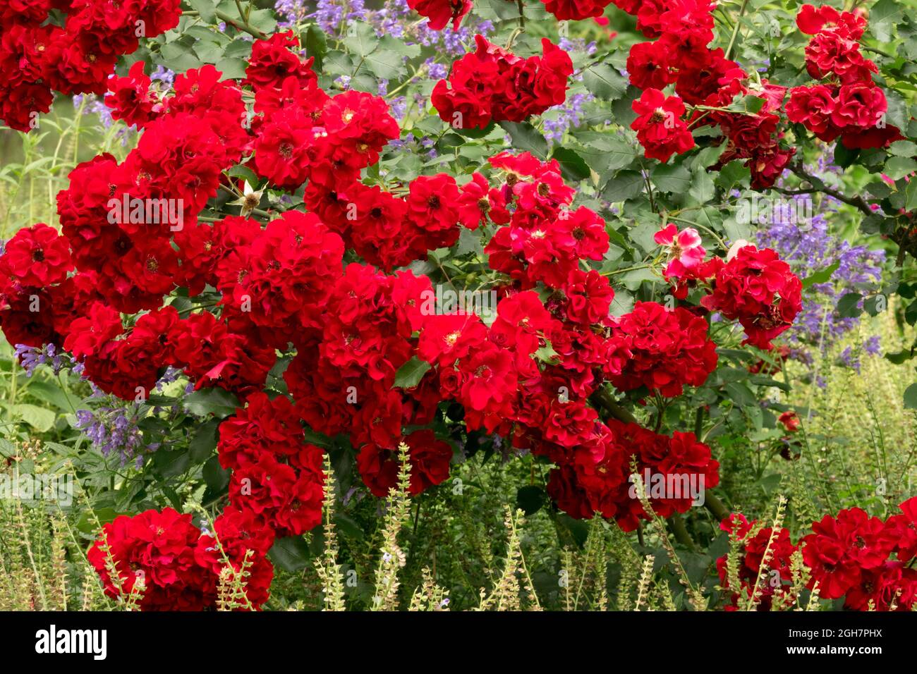 Rosa Roter Korsar, Red Corsair, Temptress flowering shrubs richly flowering  climber Red Rose garden shrubs Stock Photo - Alamy