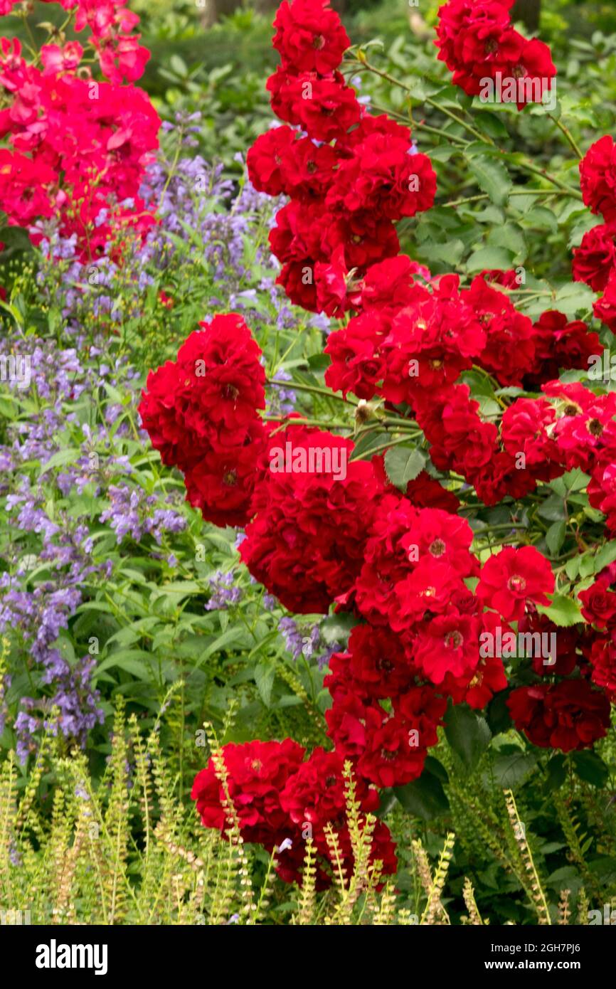 Red Rose garden catmint Stock Photo