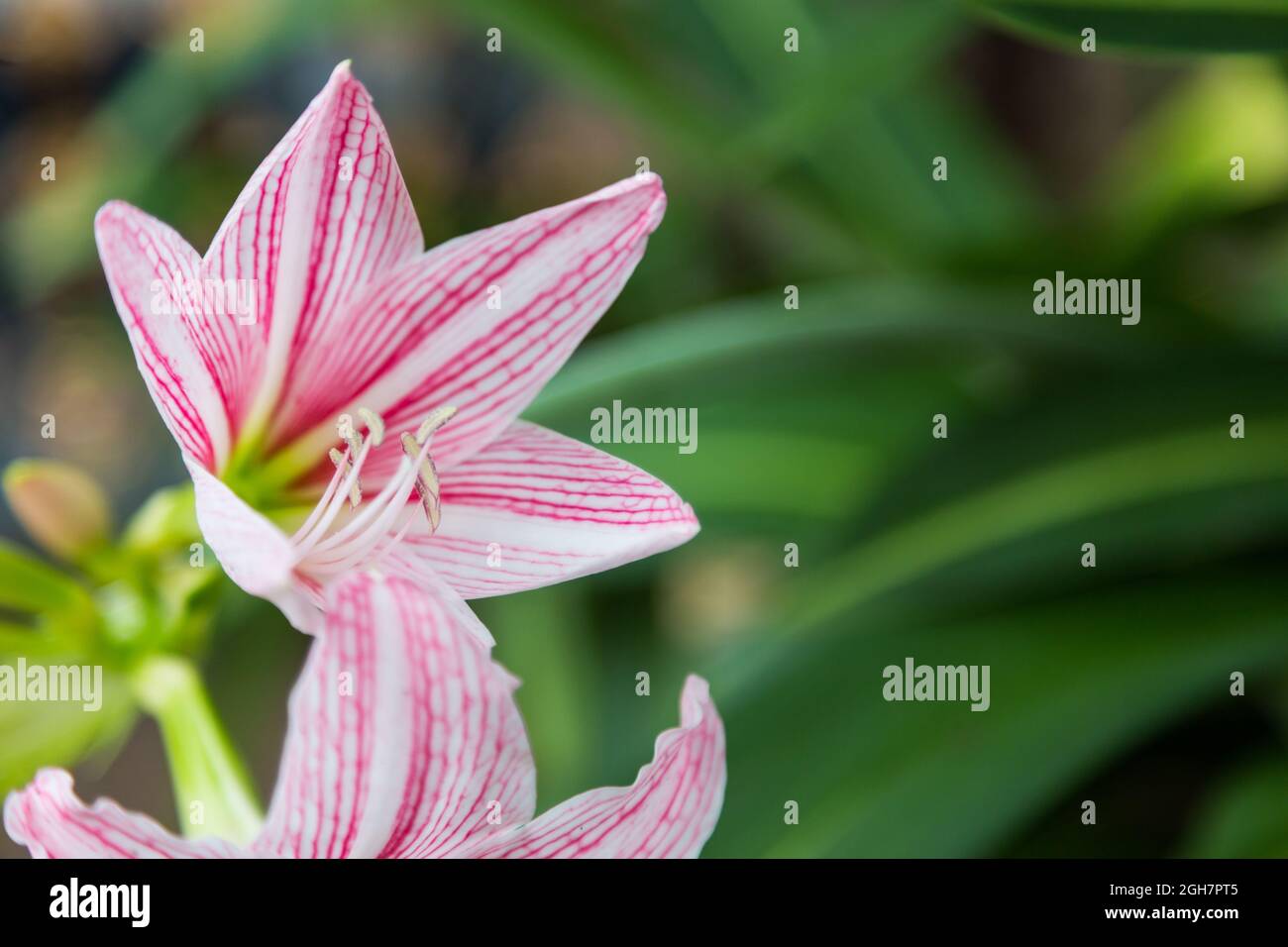 close up of Hippeastrum flower white and pink on green background Stock Photo