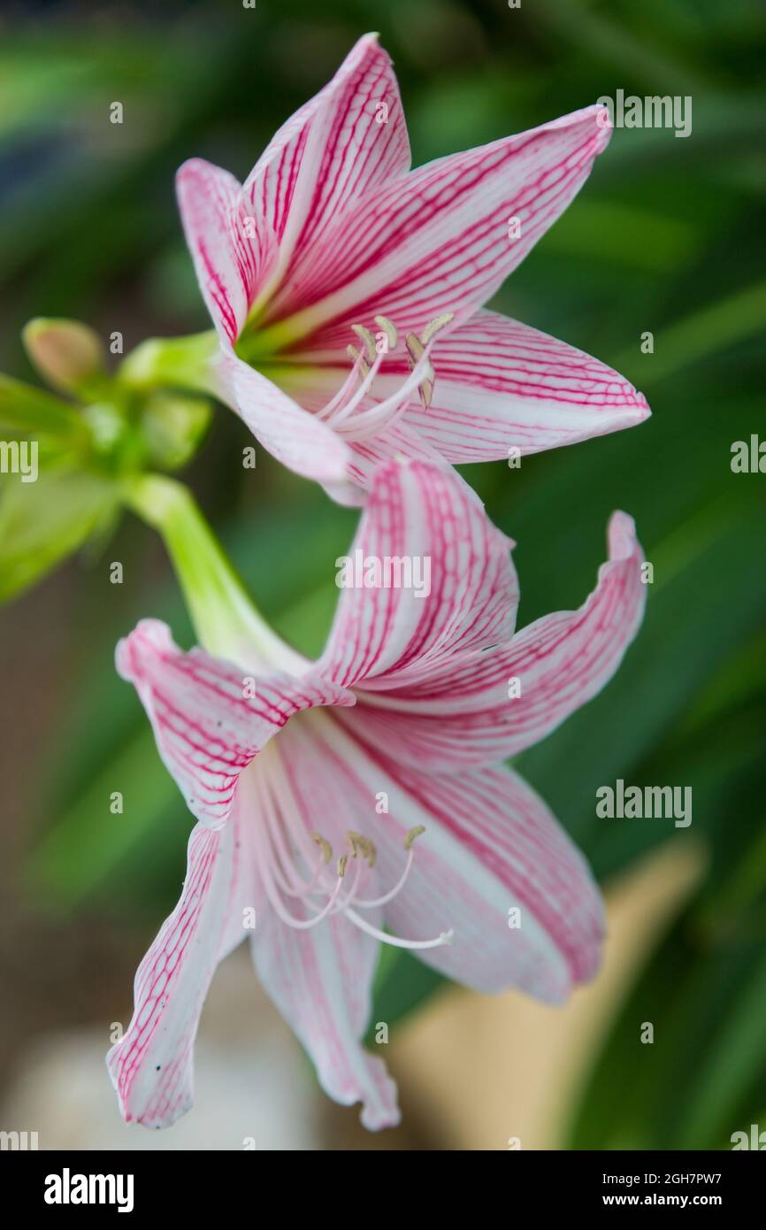 close up of Hippeastrum flower white and pink on green background Stock Photo