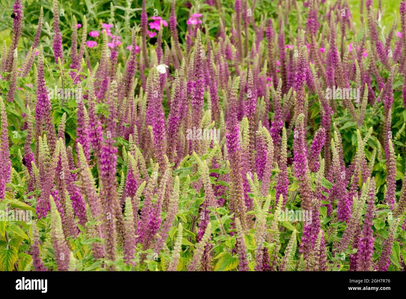 Caucasian Germander flower Teucrium hircanicum herbaceous perennials mid-summer Stock Photo
