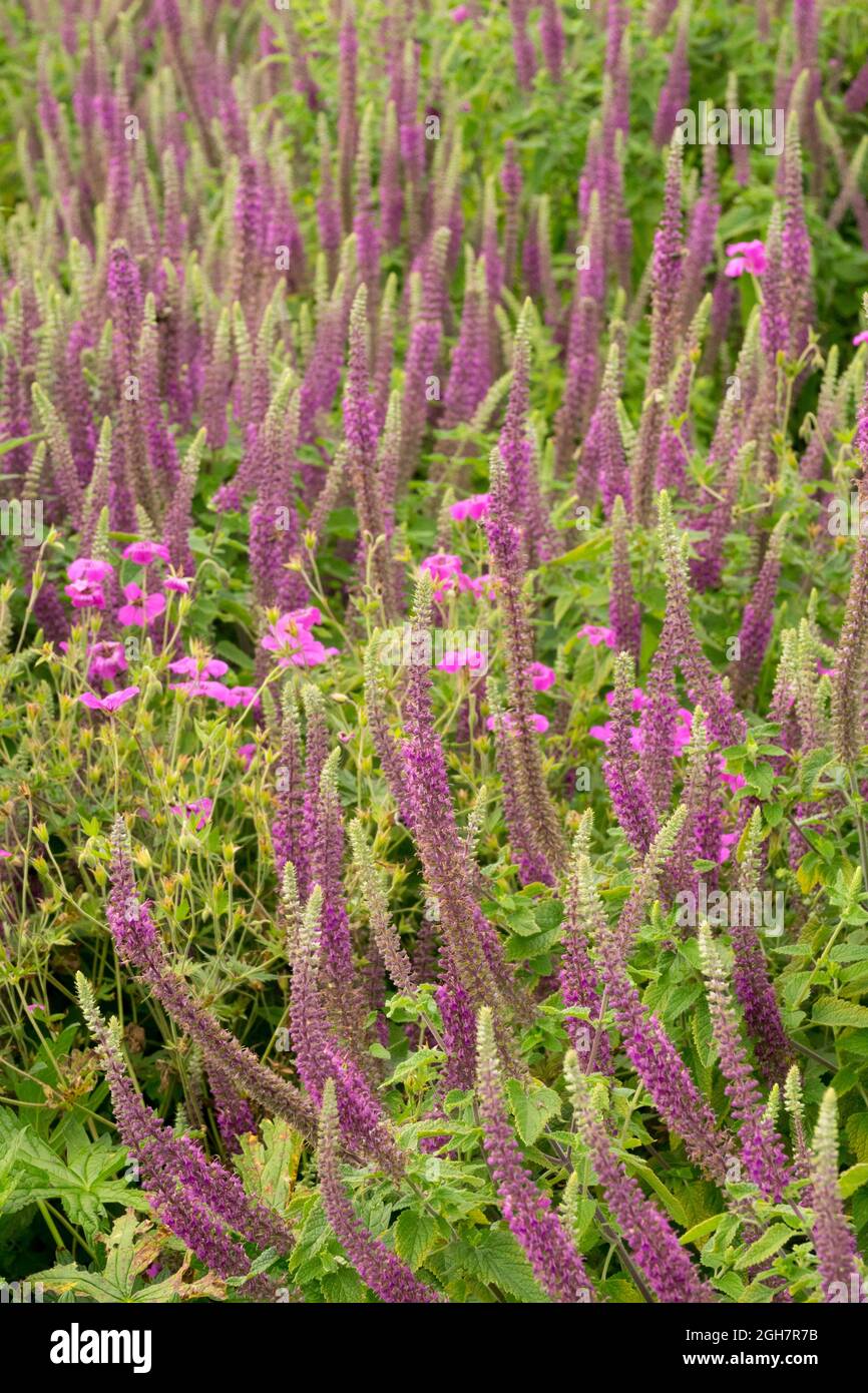 Caucasian Germander flower Teucrium hircanicum herbaceous perennials mid-summer garden Stock Photo