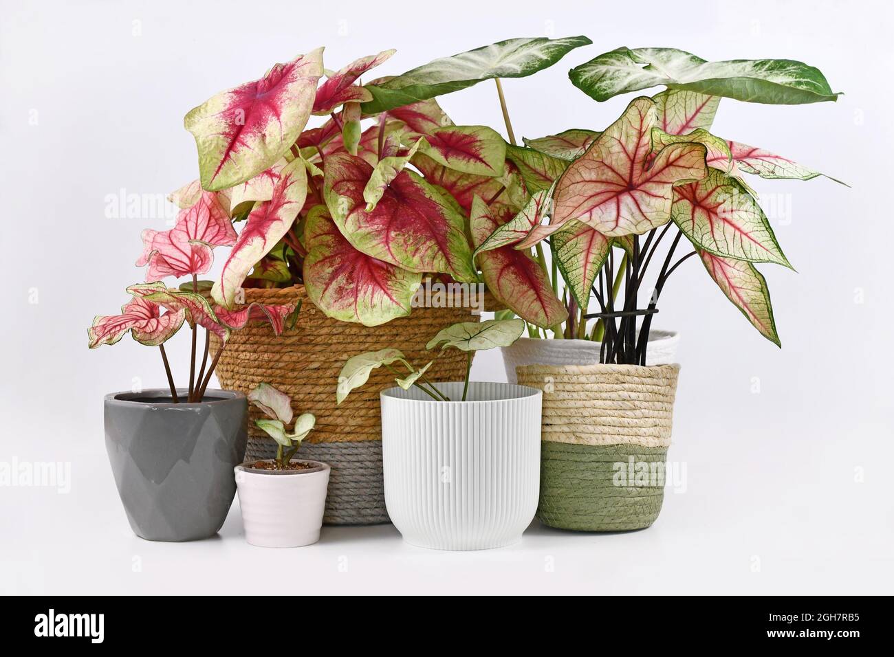 Different colorful exotic Caladium plants in flower pots Stock Photo