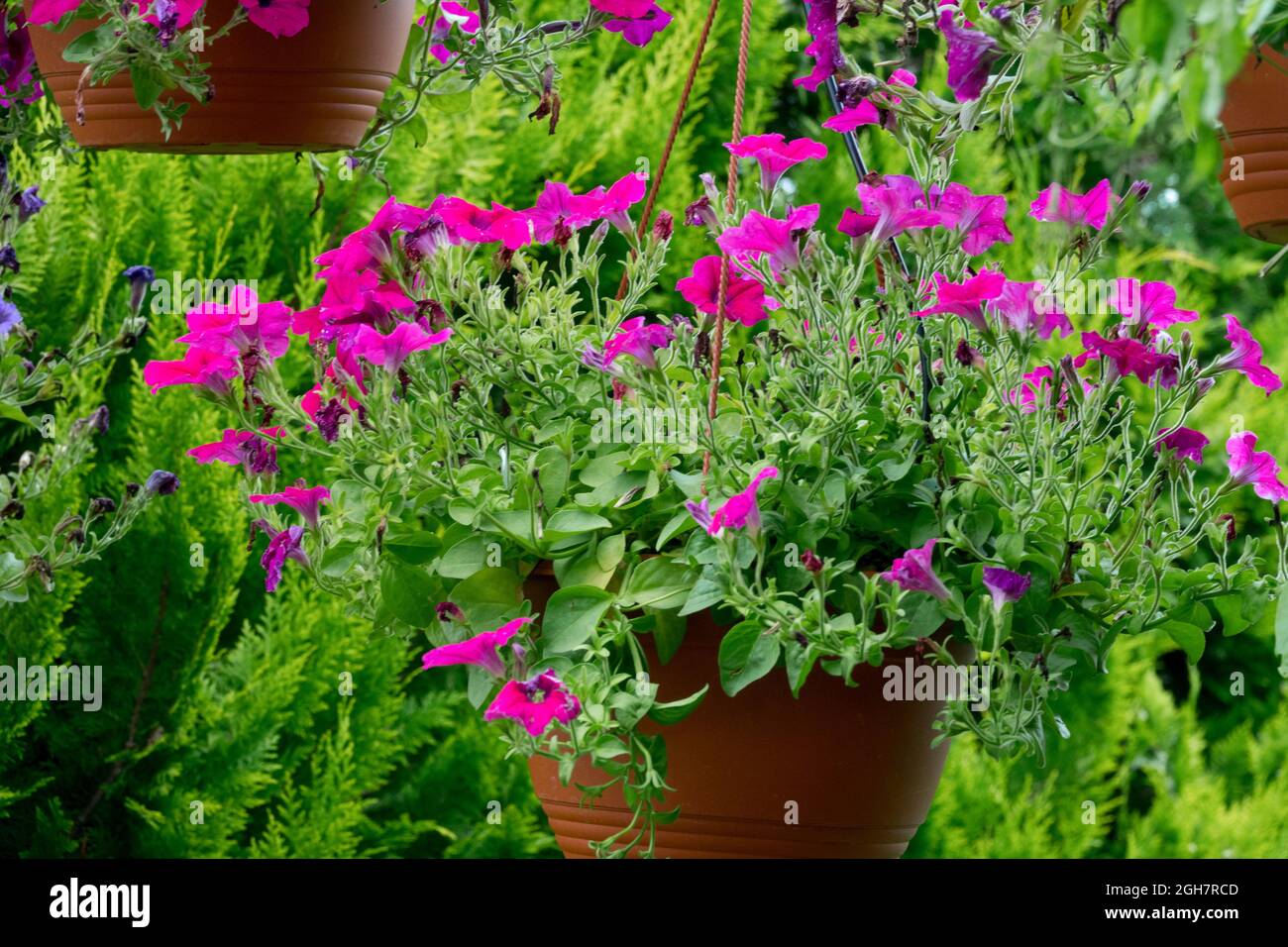 Summer plants in pot hanging, garden flowerpot Stock Photo