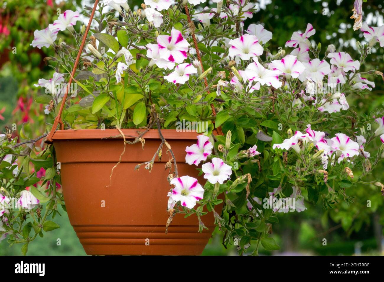 Hanging basket flowers white petunias summer plants in pot Stock Photo