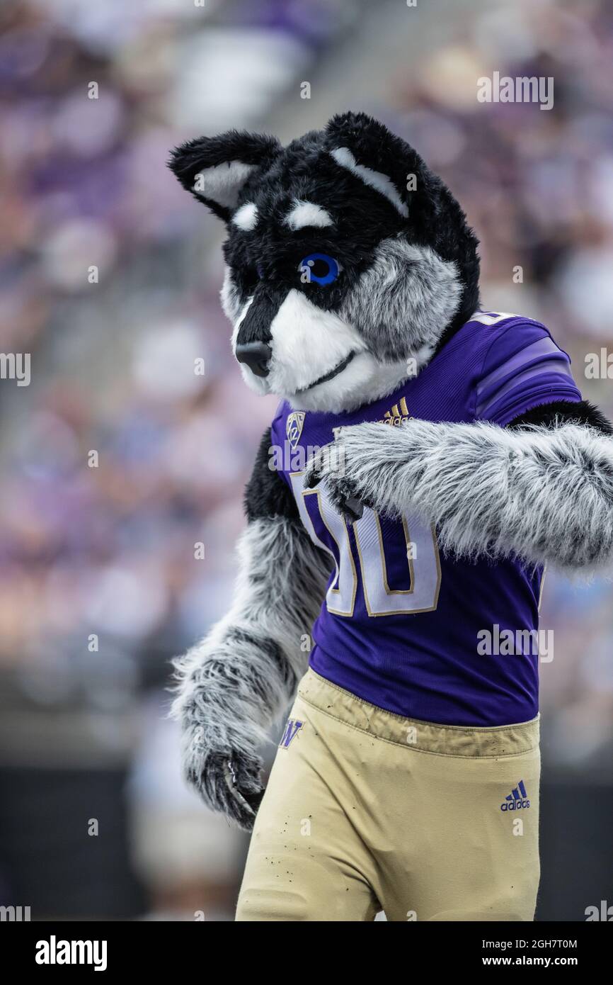 Washington Huskies mascot “Harry the Husky” along the sidelines in the second quarter of an NCAA college football game against the Montana Grizzlies, Stock Photo