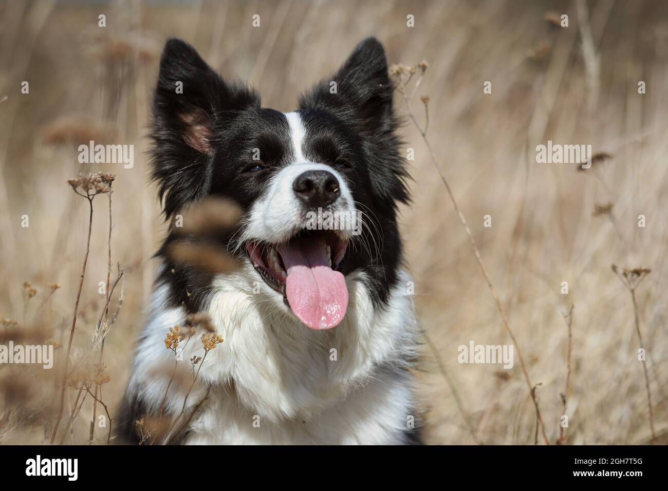 Cute Portrait of Smiling Border Collie with Tongue Out in the Field. Adorable Black and White Dog Head in Summer Sunny Nature. Stock Photo