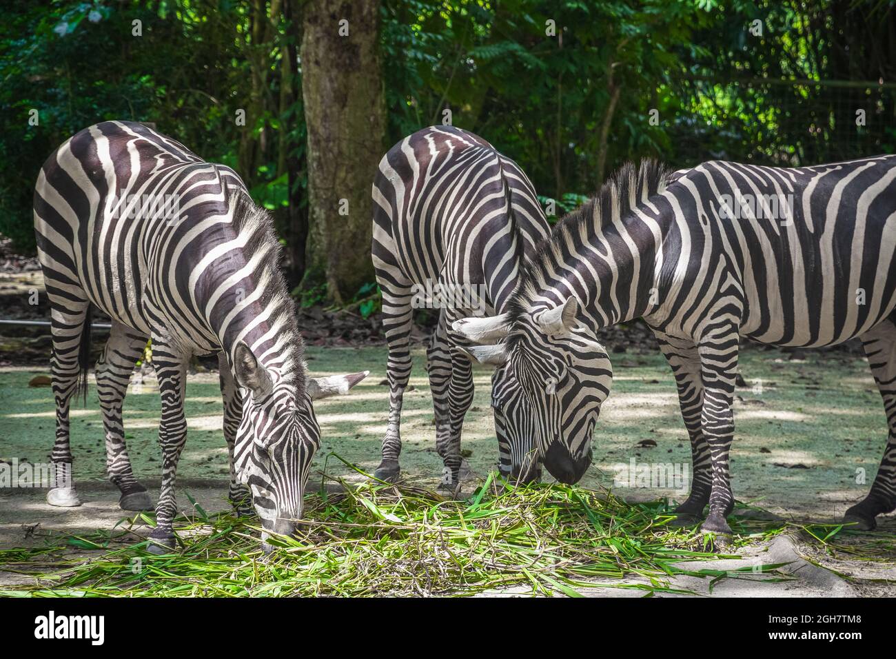 Zebras eating grass in Singapore zoo Stock Photo