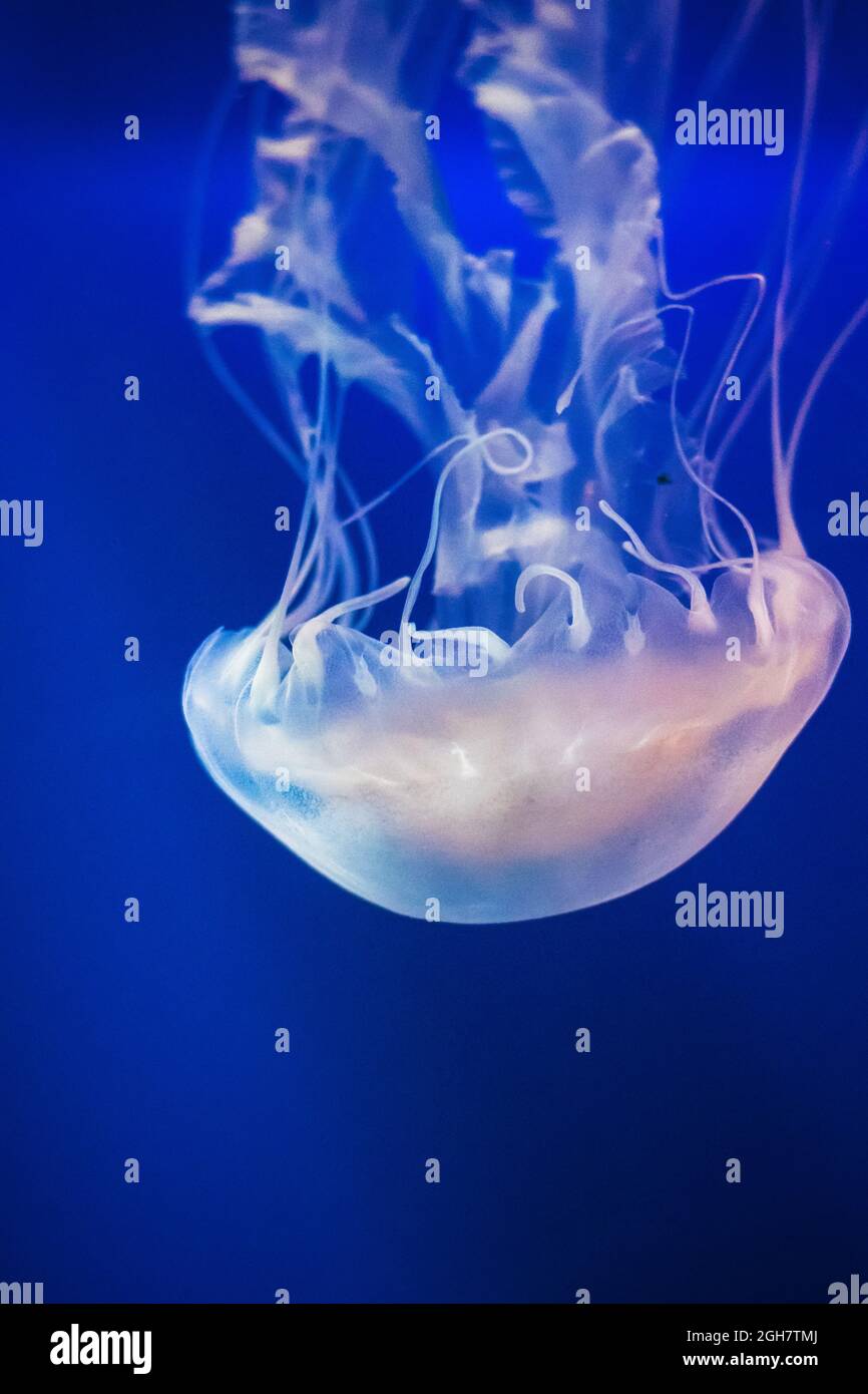 A jellyfish swimming in motion in the S.E.A. Aquarium, in Sentosa, Singapore Stock Photo
