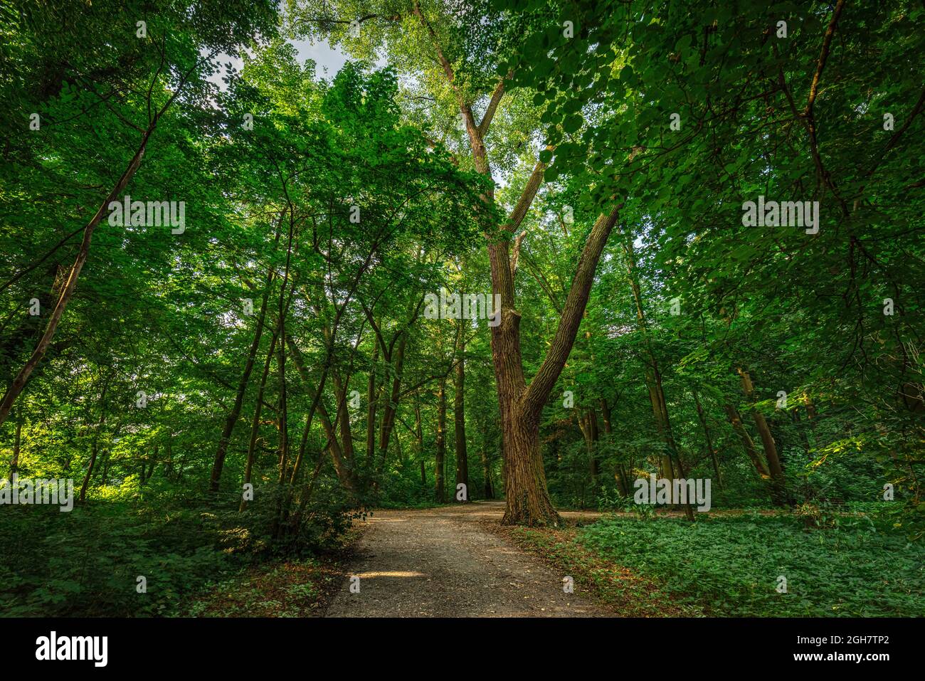 Beautiful park with green trees and an unpaved road in Opole, Poland Stock Photo