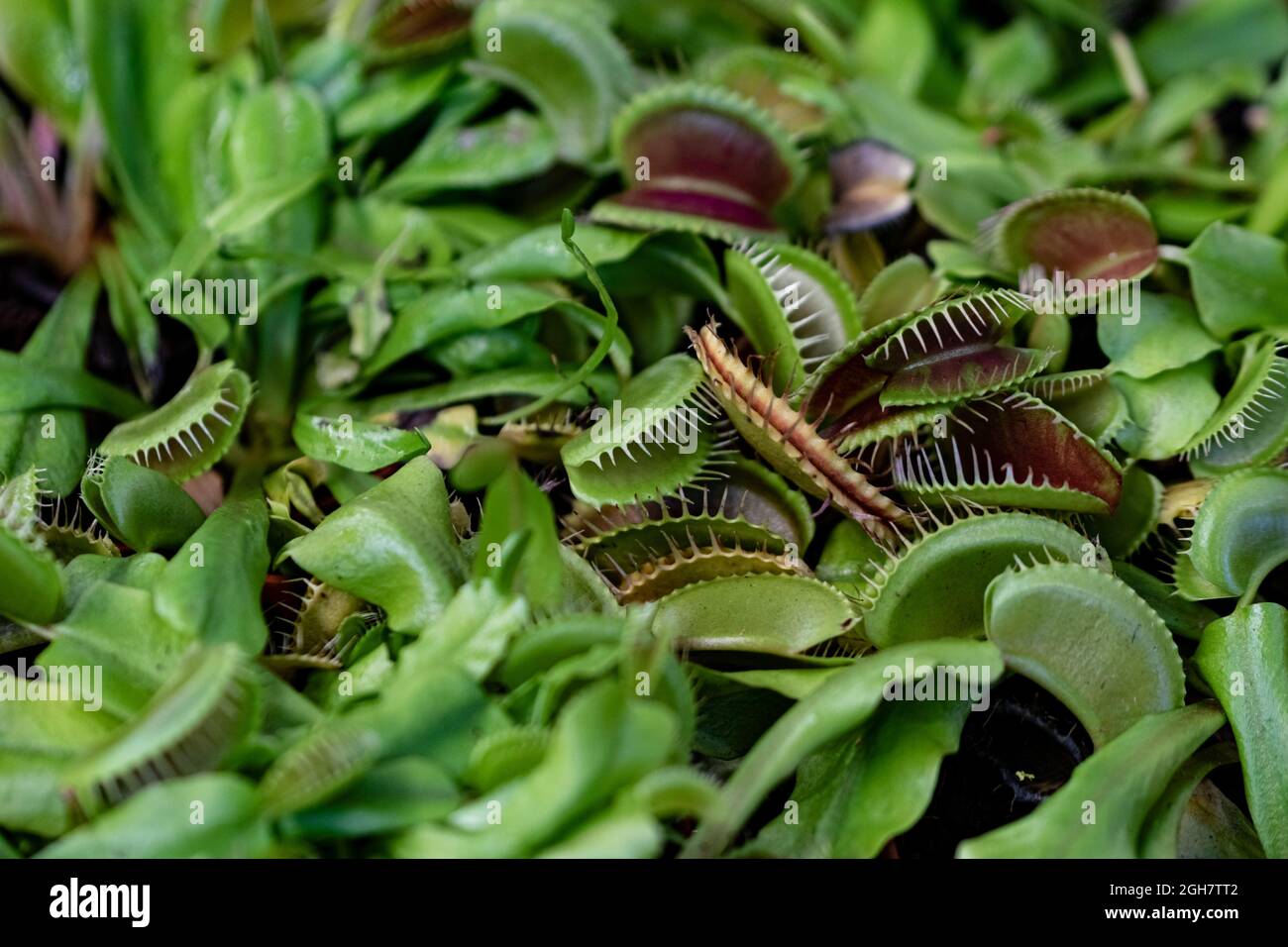Insectivorous Plants