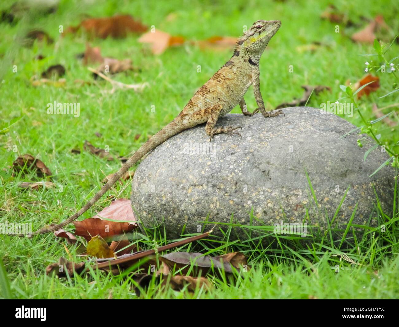 Close-up of a lizard on a rock Stock Photo