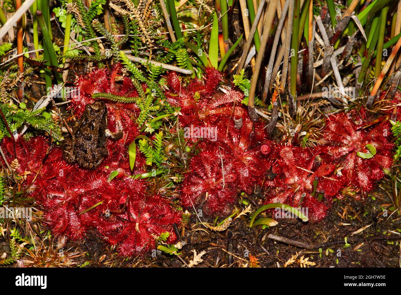 Tasmanian Spotted Marsh Frog (Limnodynastes tasmaniensis) sitting on the red rosettes of a sundew (Drosera spatulata), Tasmania, Australia Stock Photo