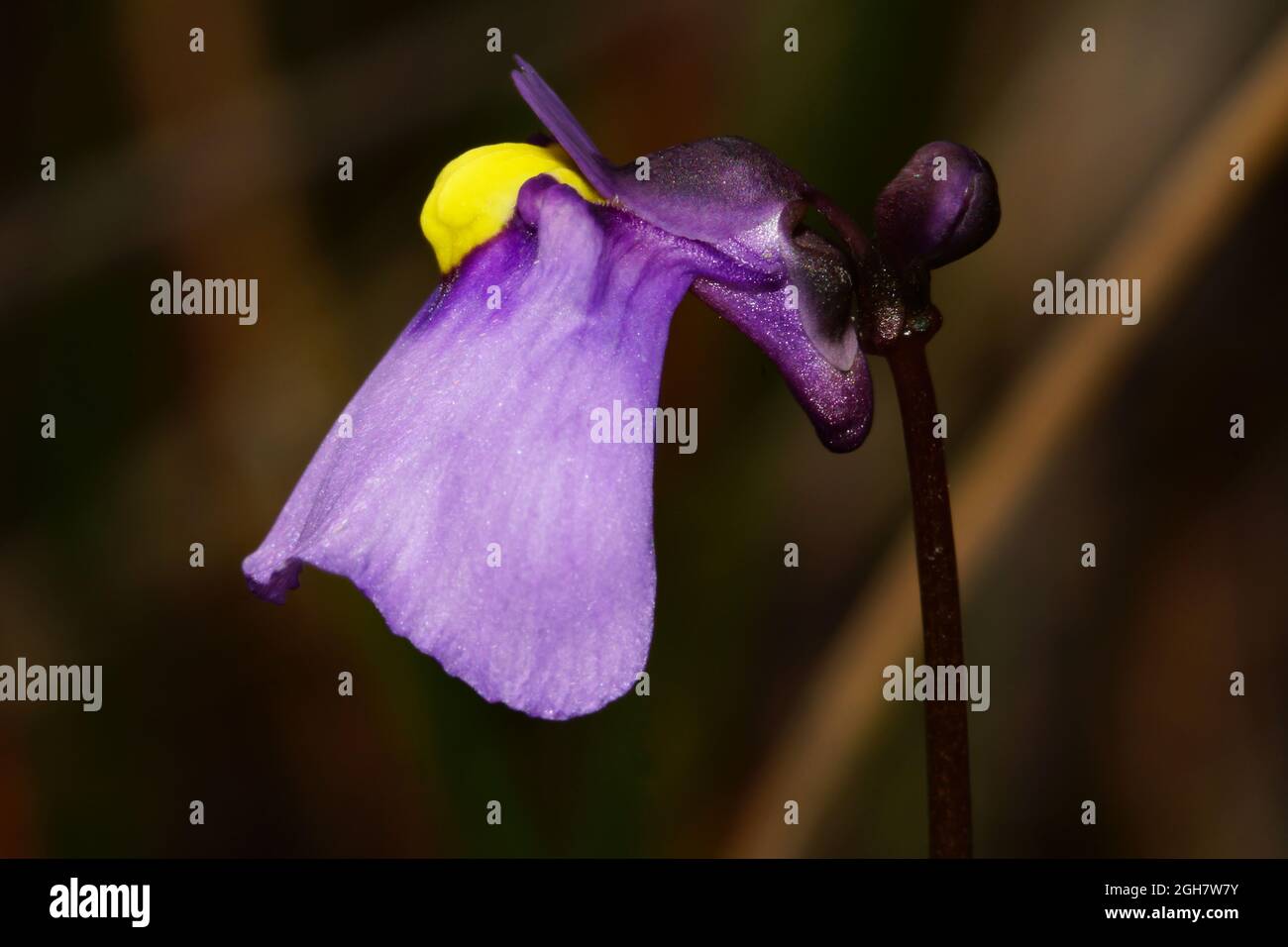 Flower of the bladderwort Utricularia dichotoma, Tasmania, Australia, lateral view Stock Photo