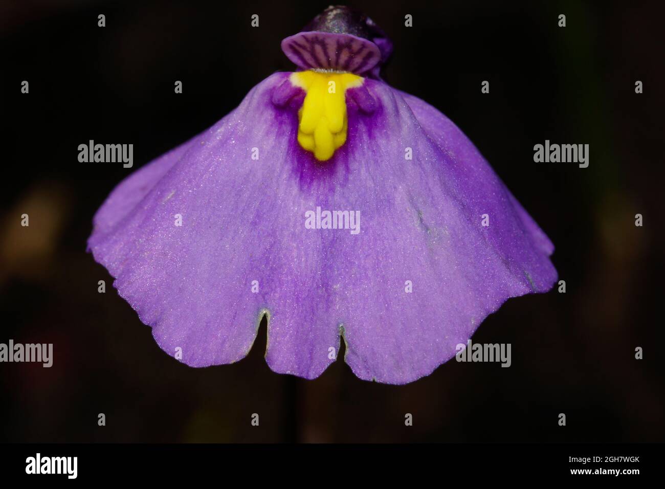 Flower of the bladderwort Utricularia dichotoma, Tasmania, Australia, frontal view Stock Photo