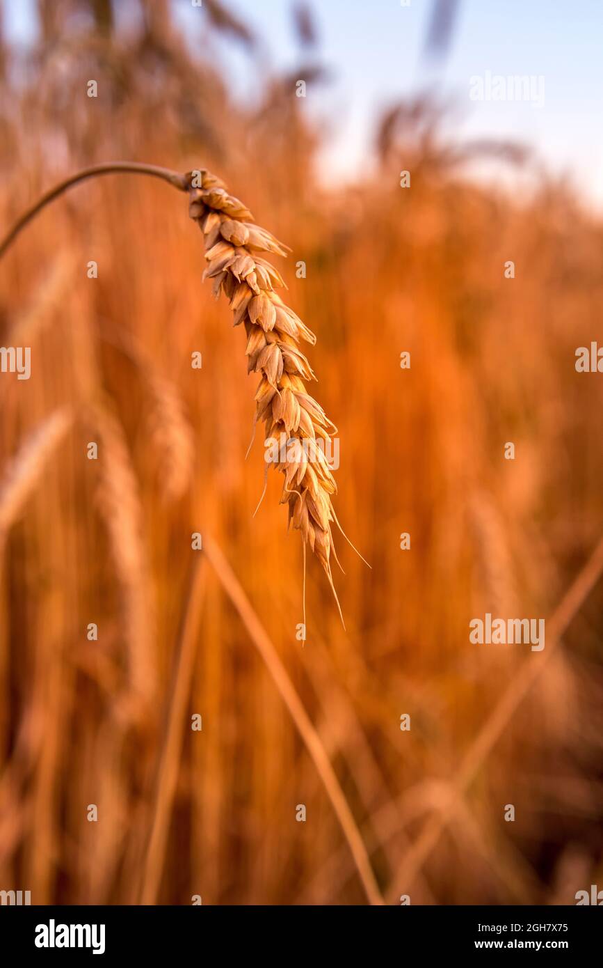 Close-up of beautiful ripe gold colored wheat ears in sunshine. Unfocused wheat field and sunset sky at background. Typical Ukrainian rural landscape Stock Photo