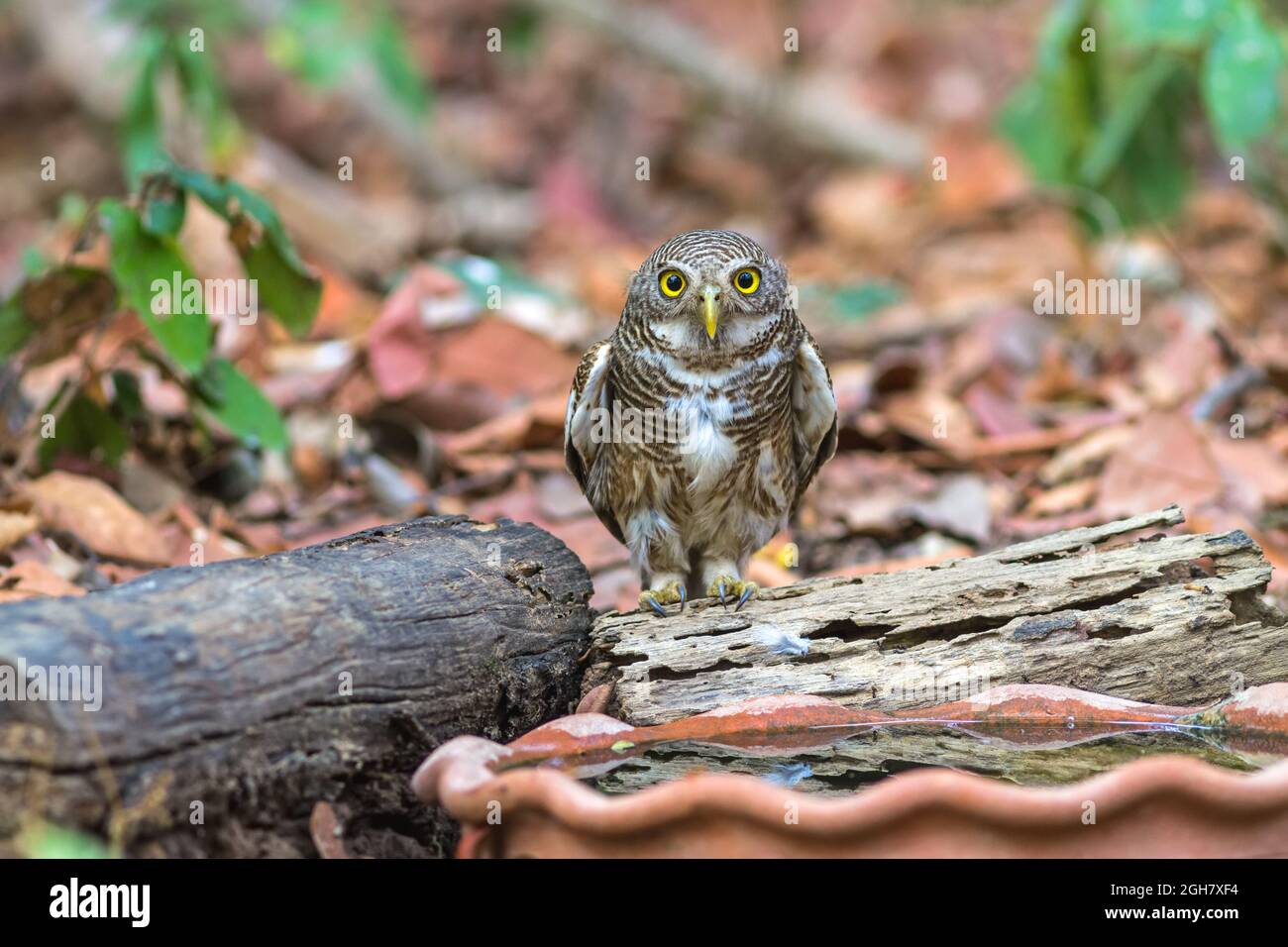Close up beautiful bird Asian Barred Owlet (Glaucidium cuculoides) is a