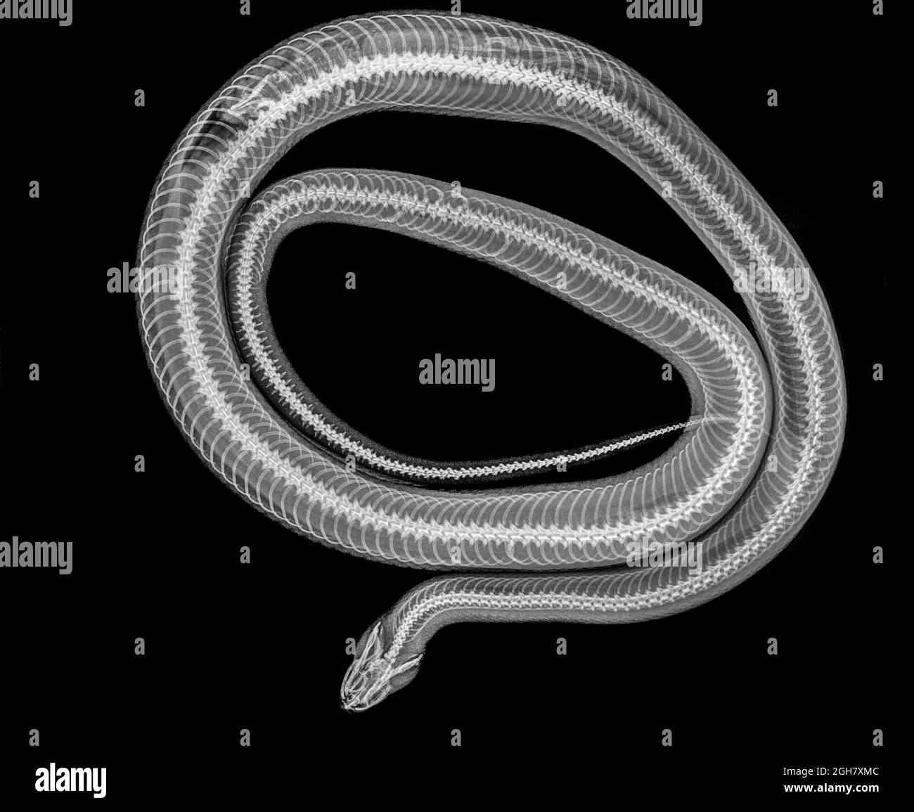 Coiled Snake under x-ray a whole mouse can be seen being digested on the left Stock Photo