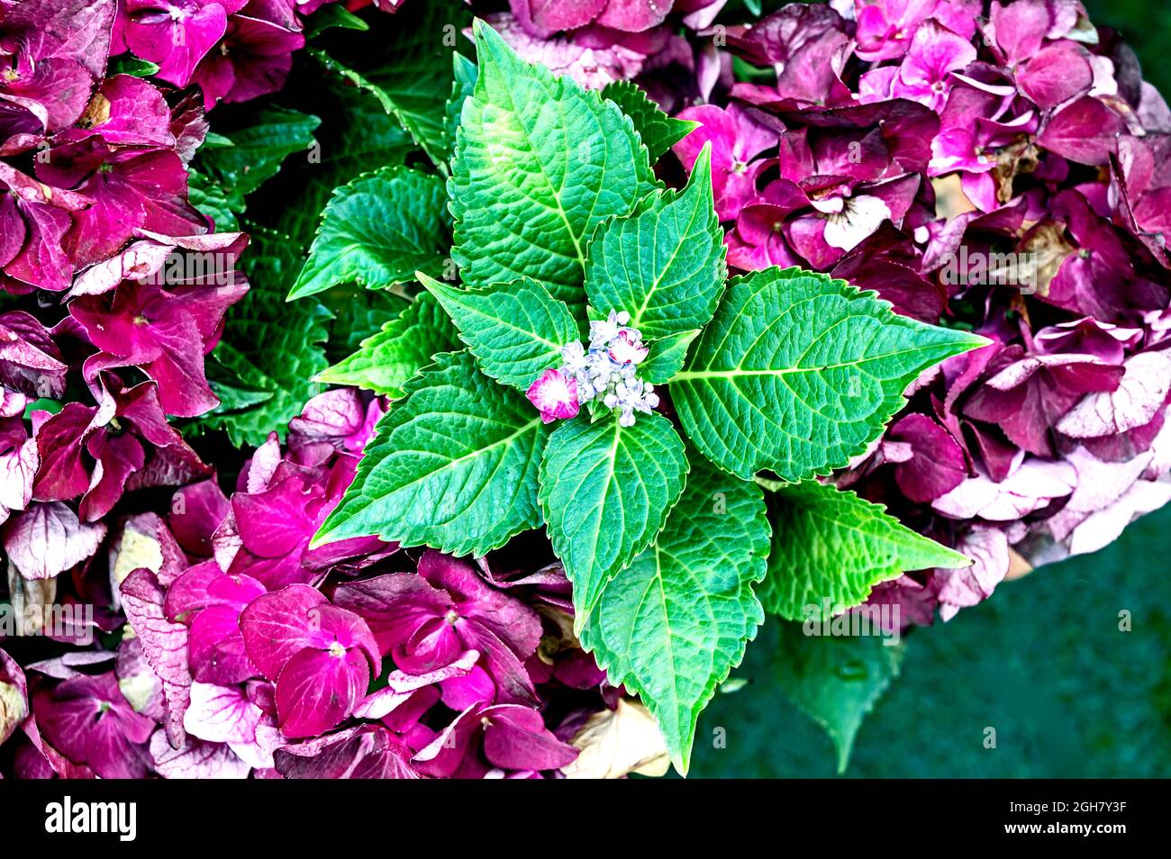 Verwelkte Hortensie; hydrangea faded Stock Photo