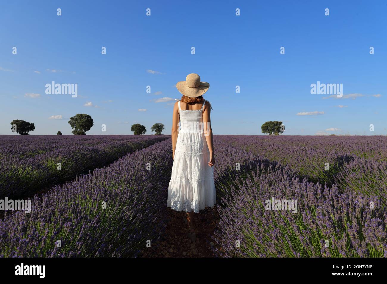 Back view of a woman wearing white dress walking through a lavender ...