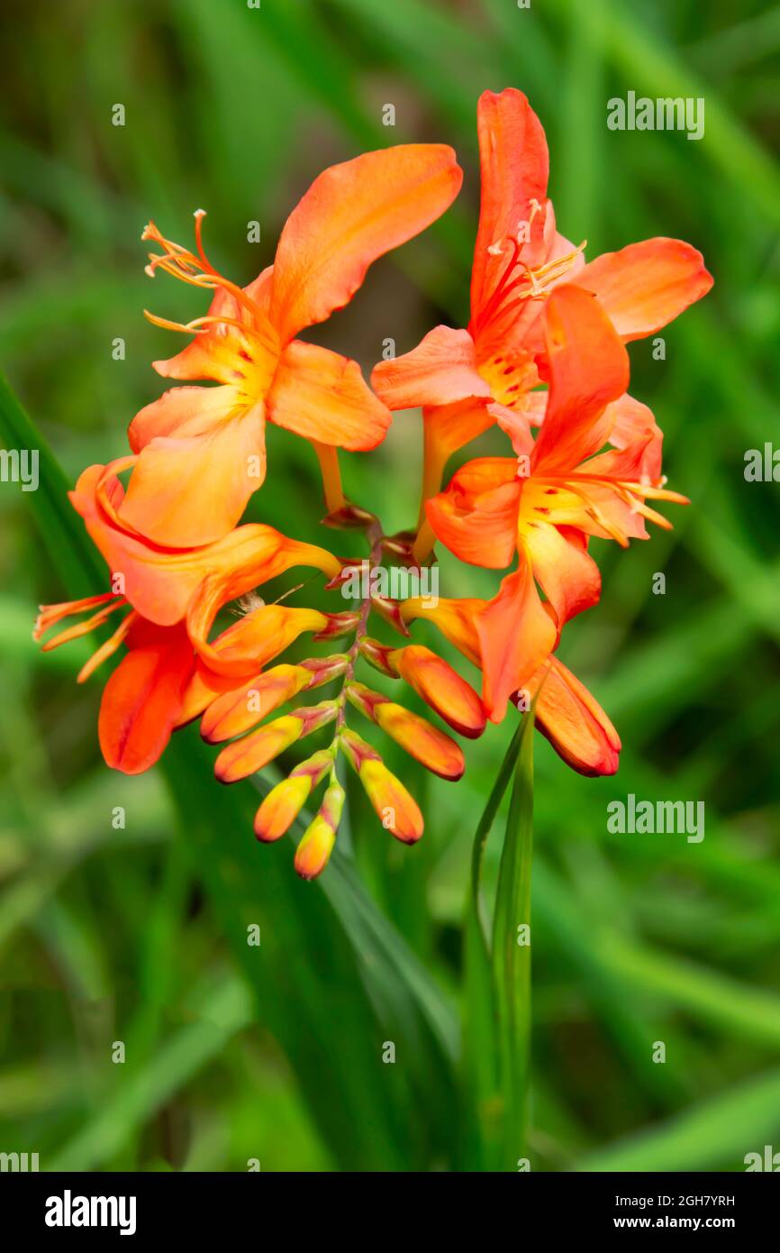 Orange Crocosmia flowers also known as Montbretia growing in a woodland setting. A spray of crocosmia flowers showing the buds Stock Photo