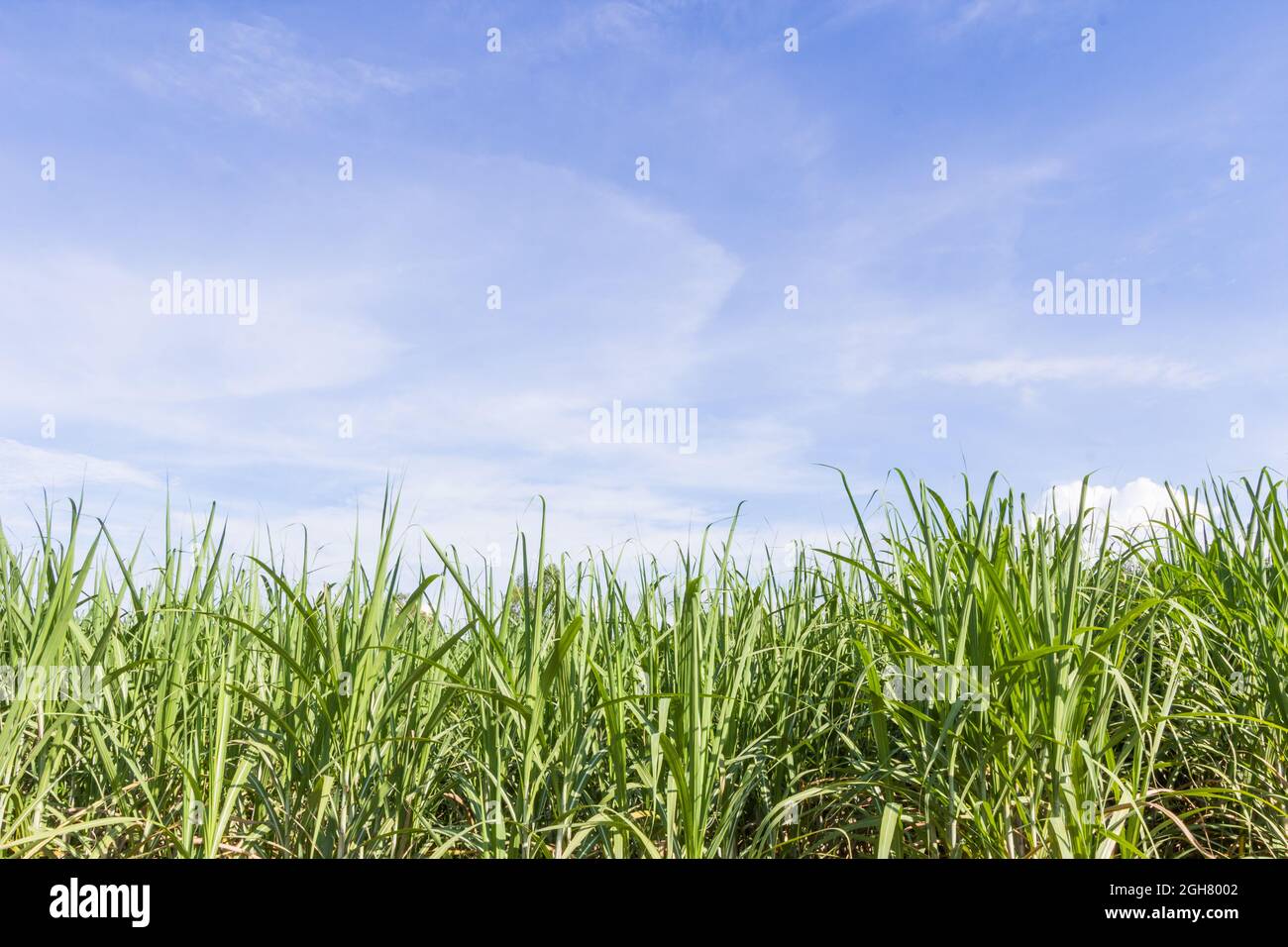 Green corn field growing up on blue sky Stock Photo - Alamy