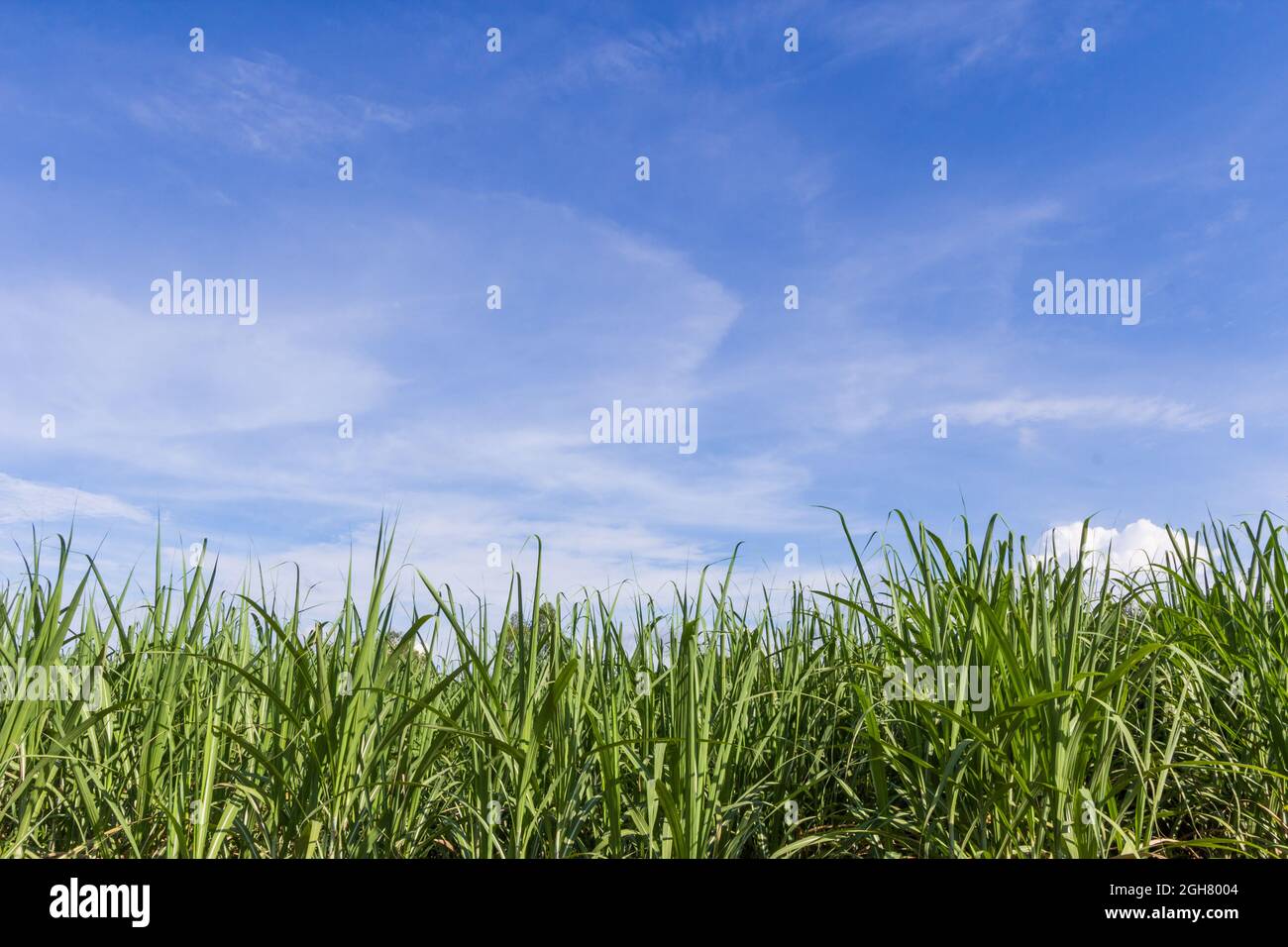Green corn field growing up on blue sky Stock Photo - Alamy