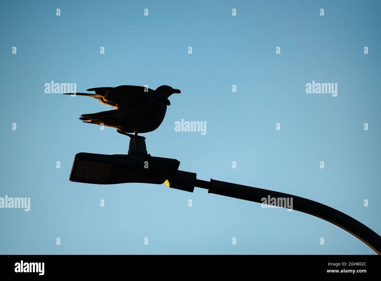 Lamp post silhouette hi-res stock photography and images - Alamy