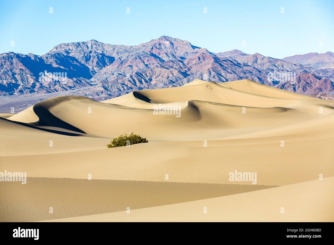 Mesquite Flat Sand Dunes In Death Valley National Park California USA 