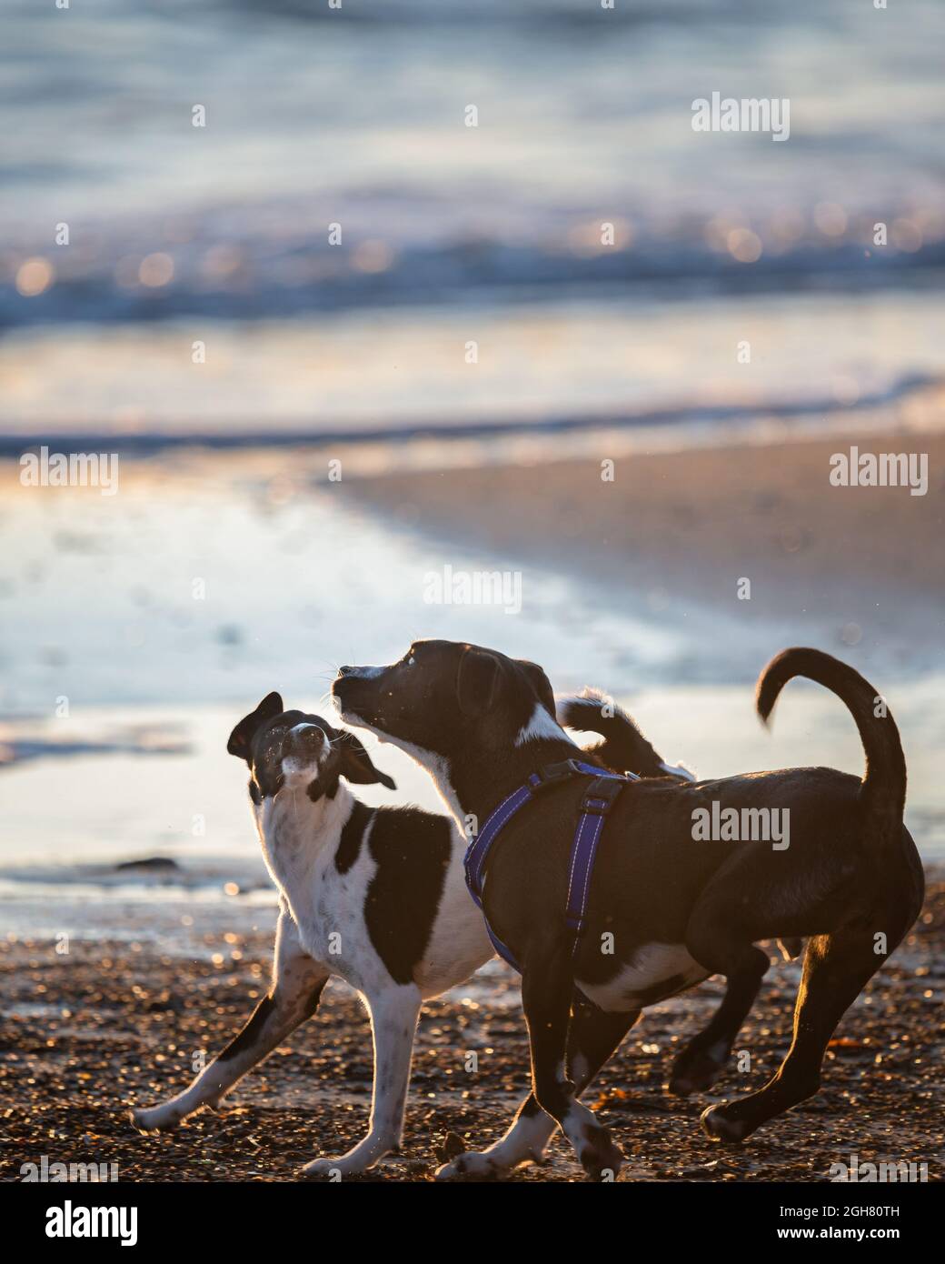 Two dogs playing on the beach at sunrise, back lit by the morning sun. Vertical format. Stock Photo