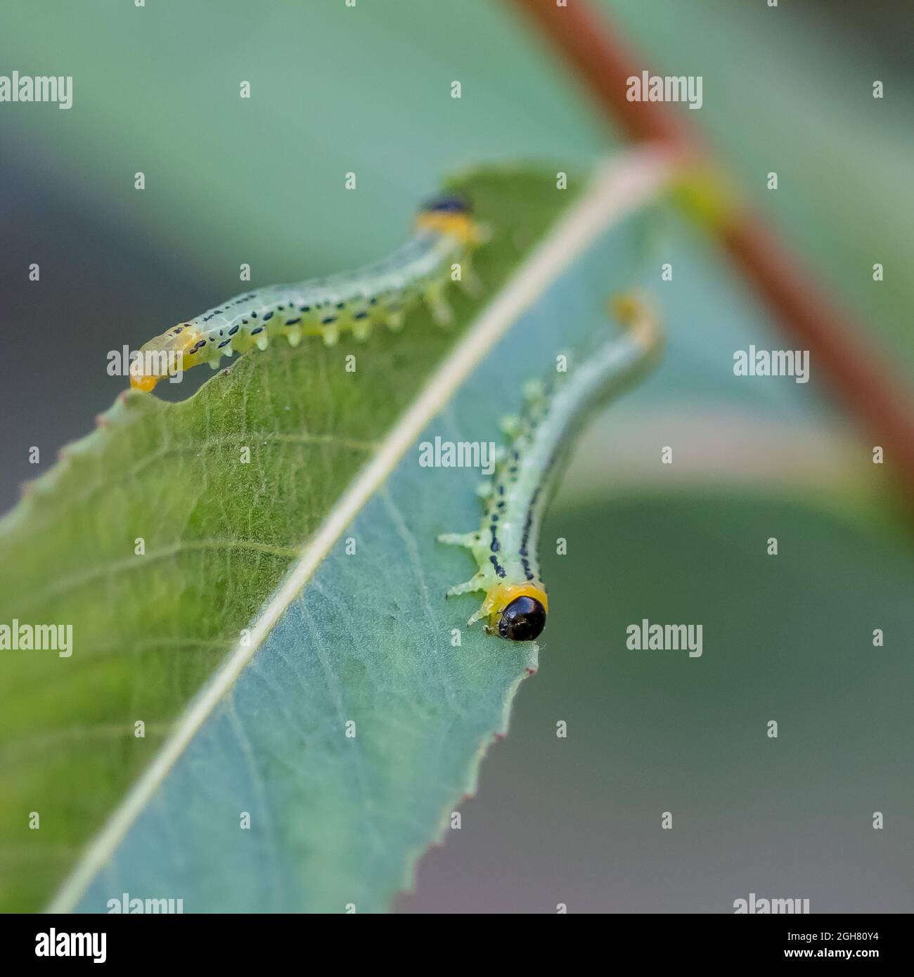 Macro shot of caterpillars on a green leaf Stock Photo - Alamy