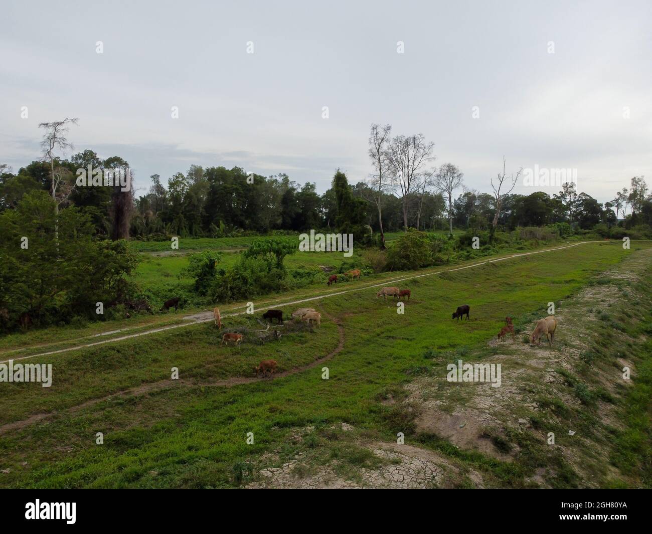 Herd of grazing cows on a cloudy day Stock Photo - Alamy