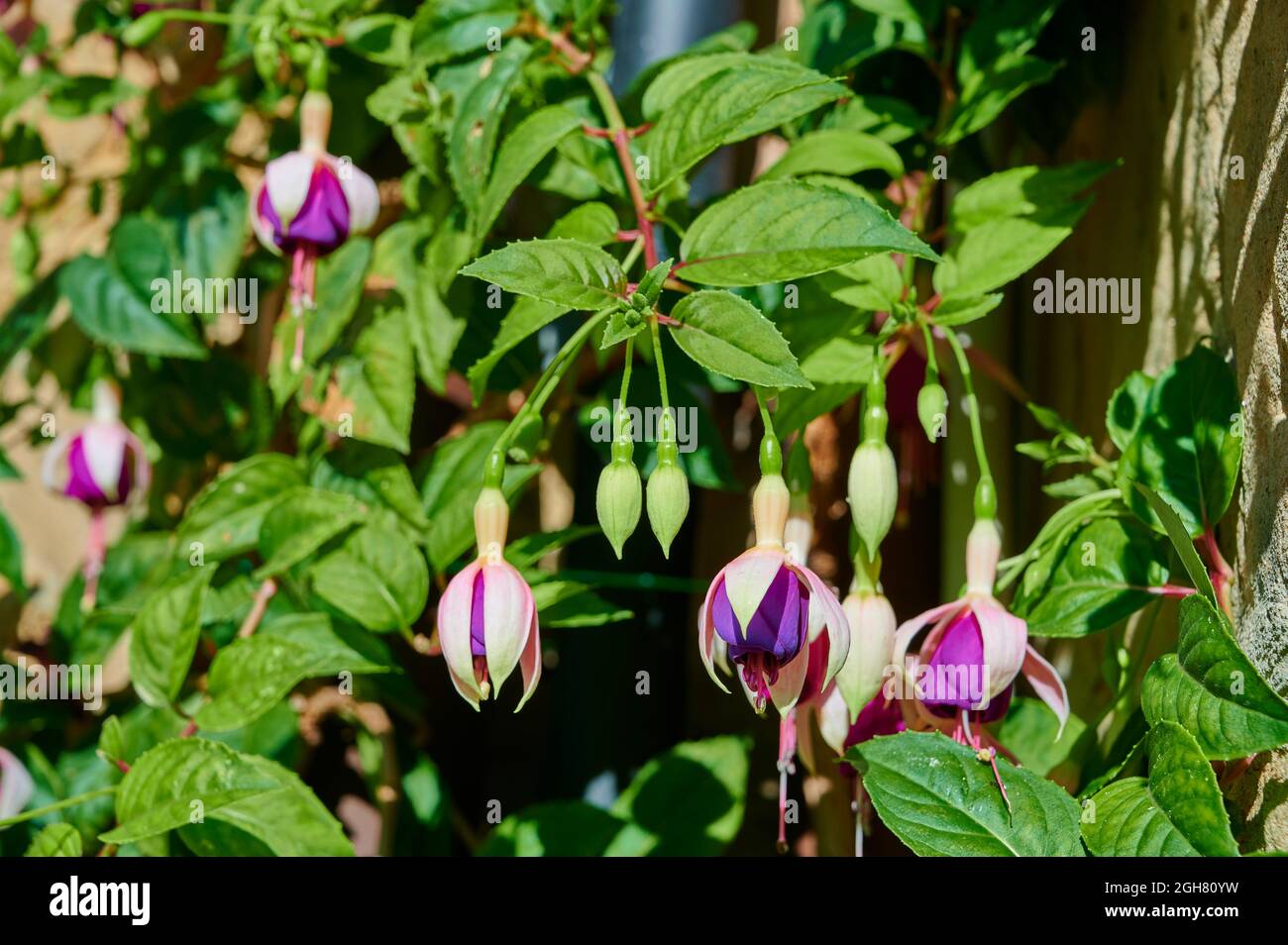 Close-up view of the beautiful flower, Fuchsia magellanica lam. Stock Photo