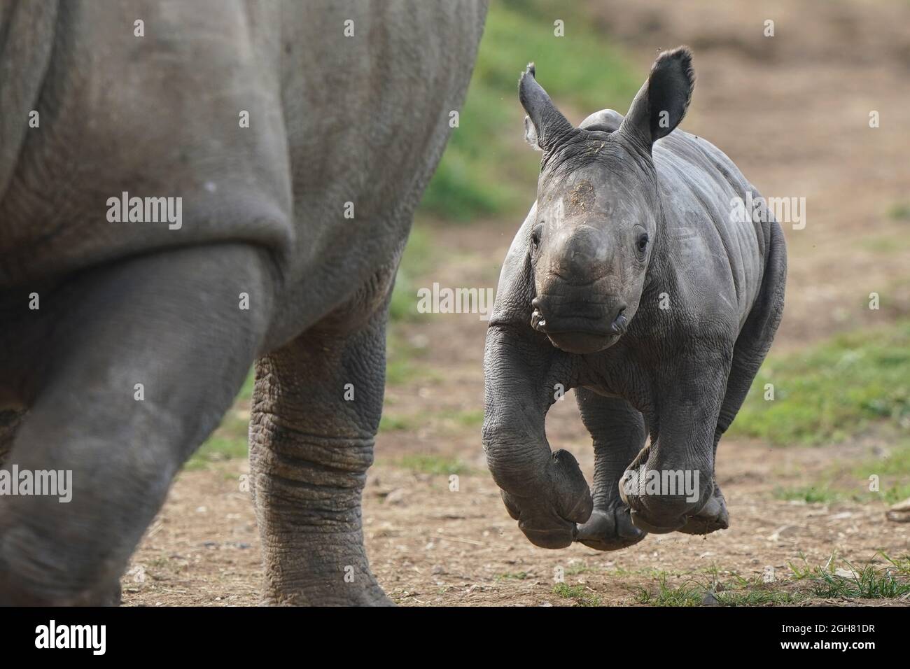 rhino 6 release date