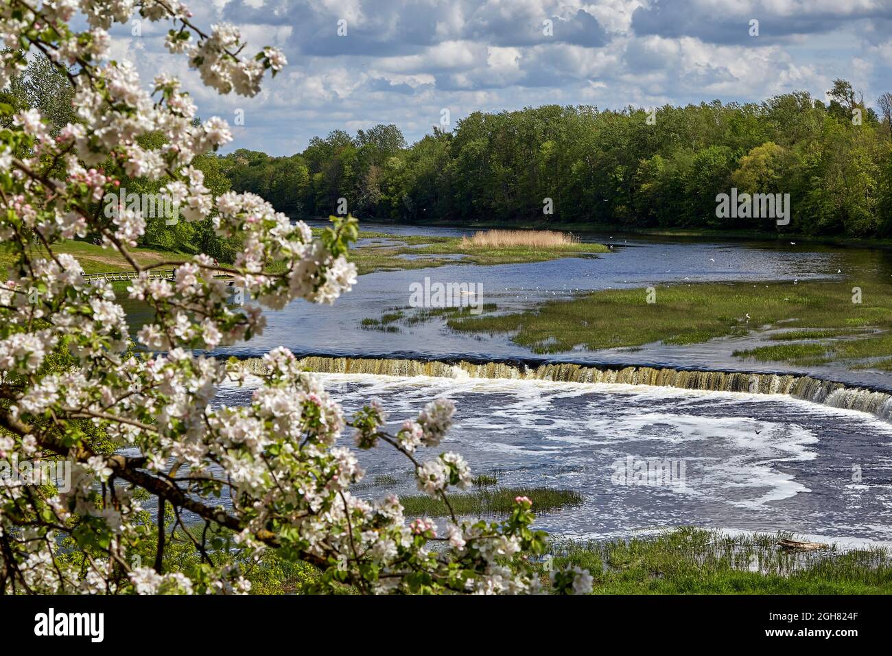 Venta Rapid, Latvian: Ventas rumba, is a waterfall on the Venta River in Kuldiga, Latvia. During the flowering of the apple tree Stock Photo