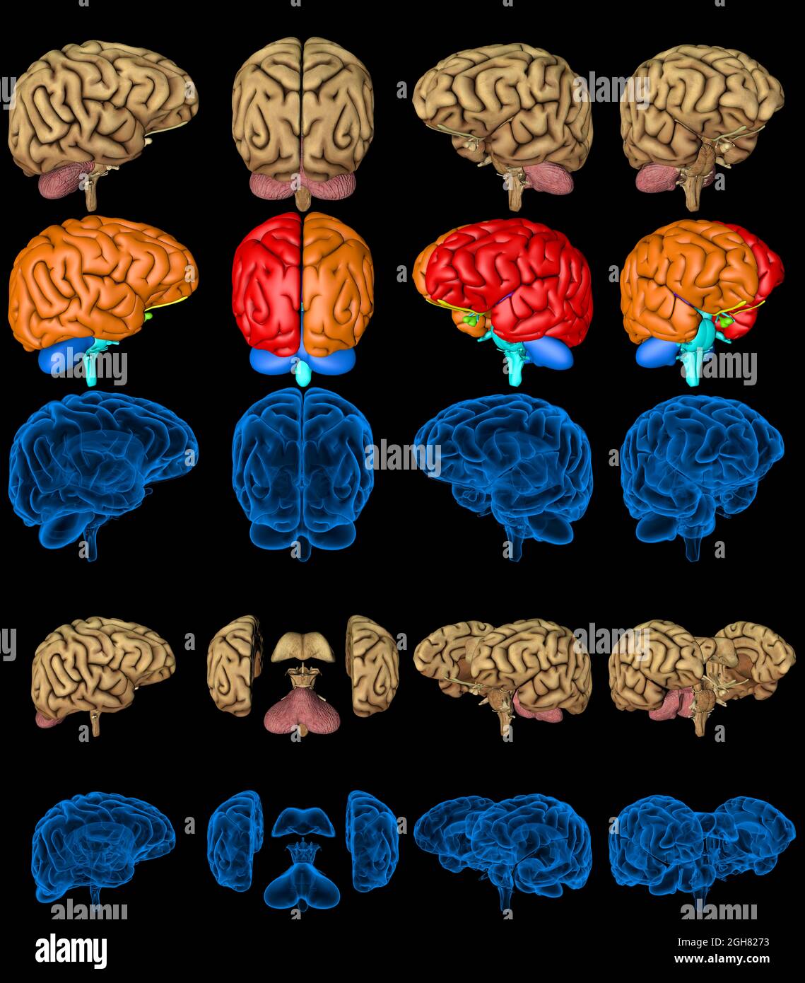 100 megapixels set - human brain with x-ray style image and colored ...
