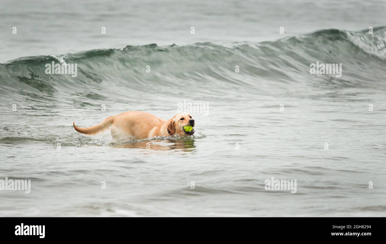 Dog swimming with ball in the mouth with waves rolling behind Stock Photo