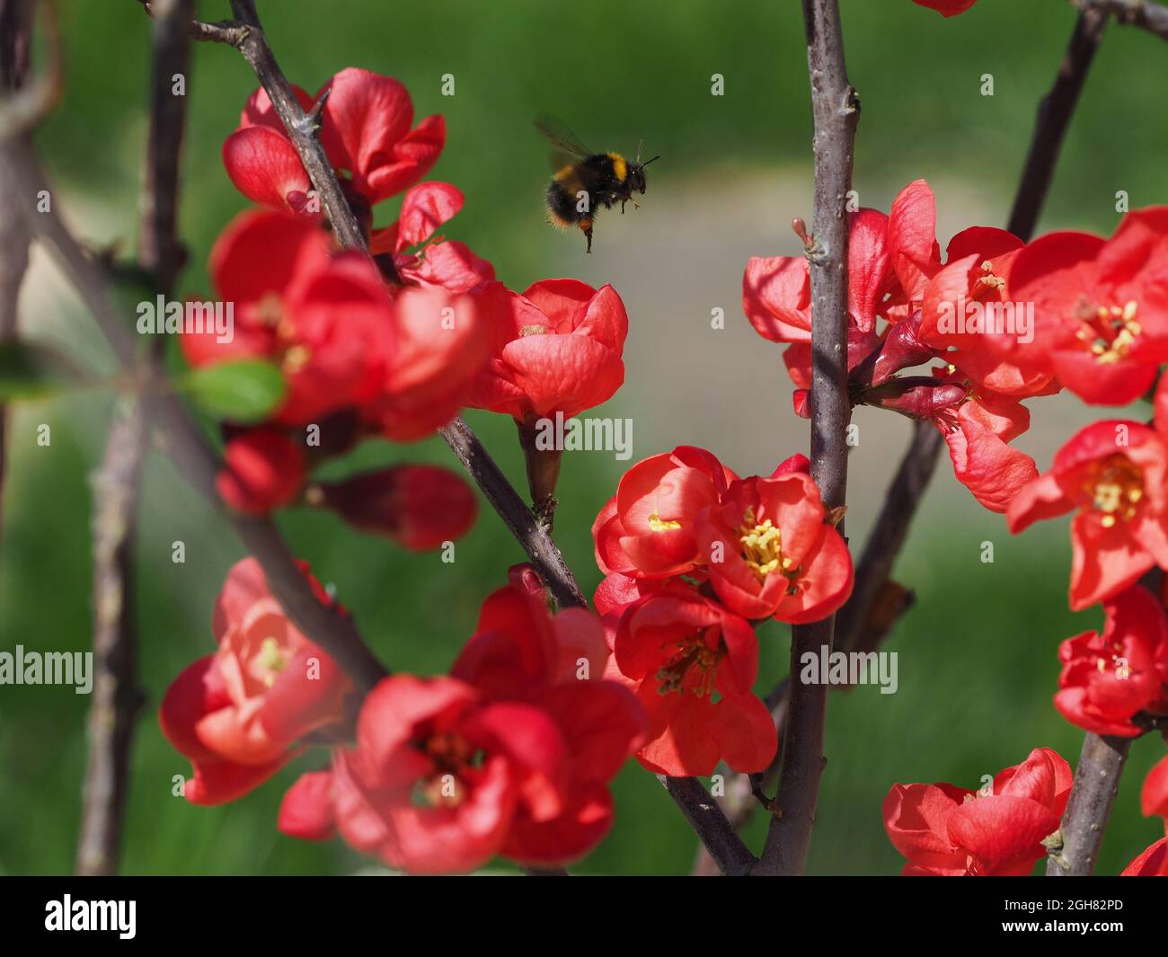 Bumblebee Pollinating Stock Photo