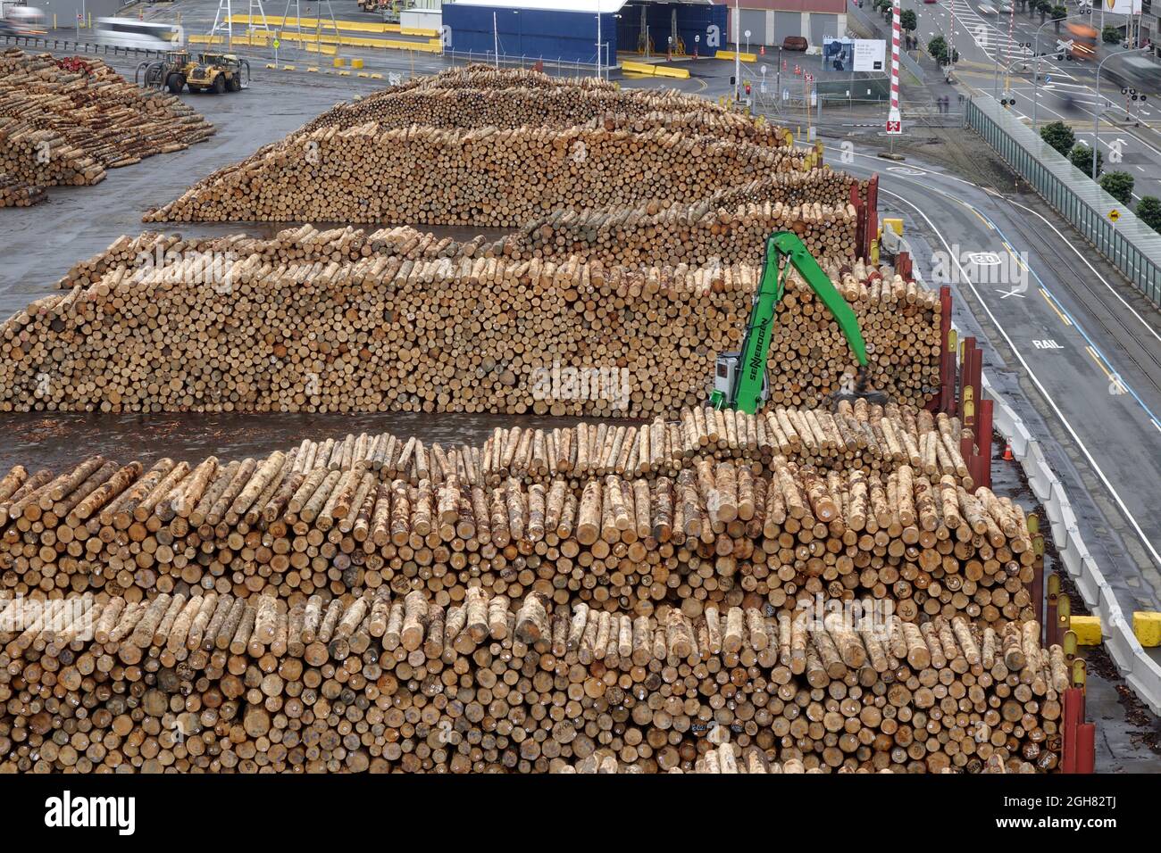 Monterey Pine Timber Logs Radiata Pine (Pinus radiata), In Wellington
