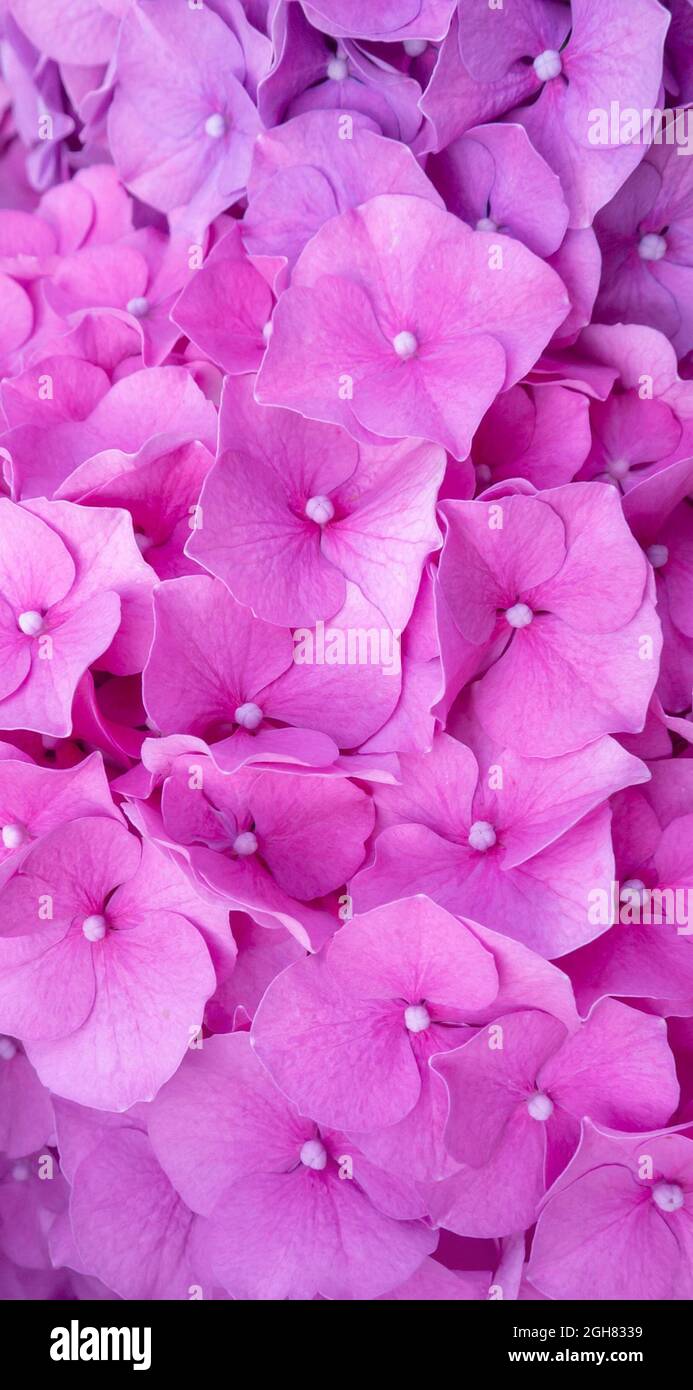 Hortensia bright pink bloom summer vertical background. Hydrangea macrophylla flowers. Stock Photo