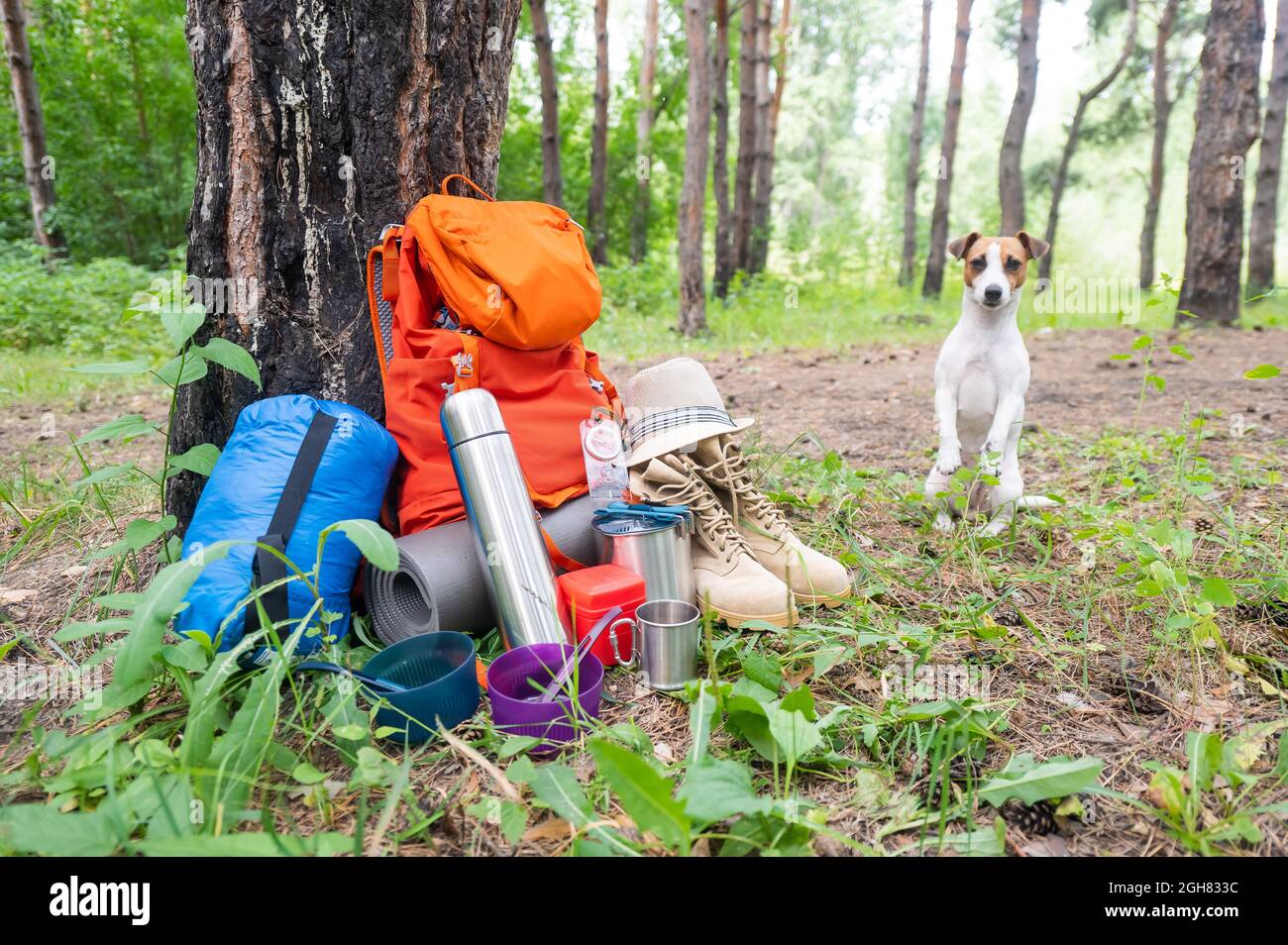 Dog and camping equipment in a pine forest. Backpack, thermos, sleeping