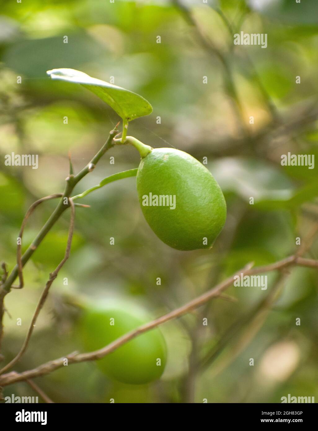 The lemon (Citrus limon) is a species of small evergreen tree Stock Photo