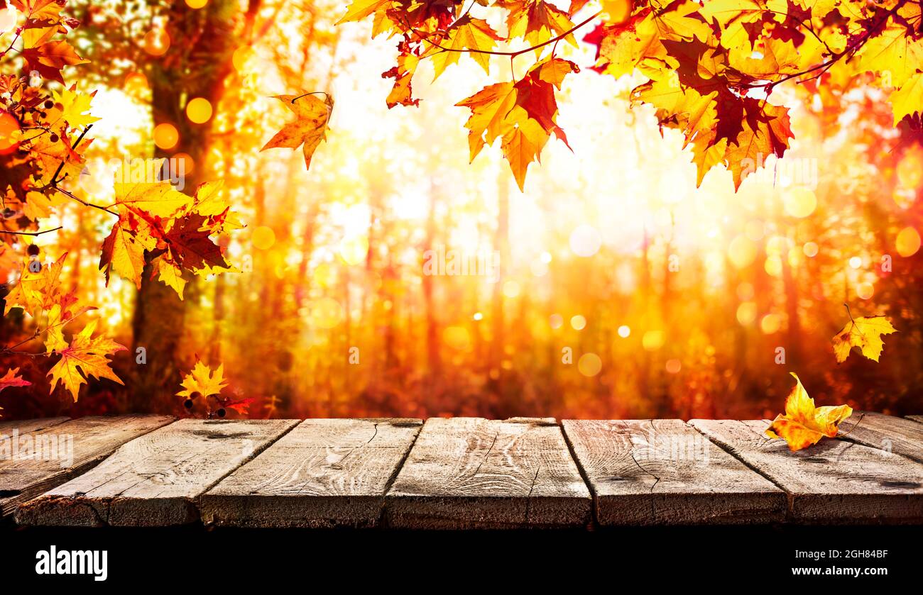 Forest table hi-res stock photography and images - Alamy